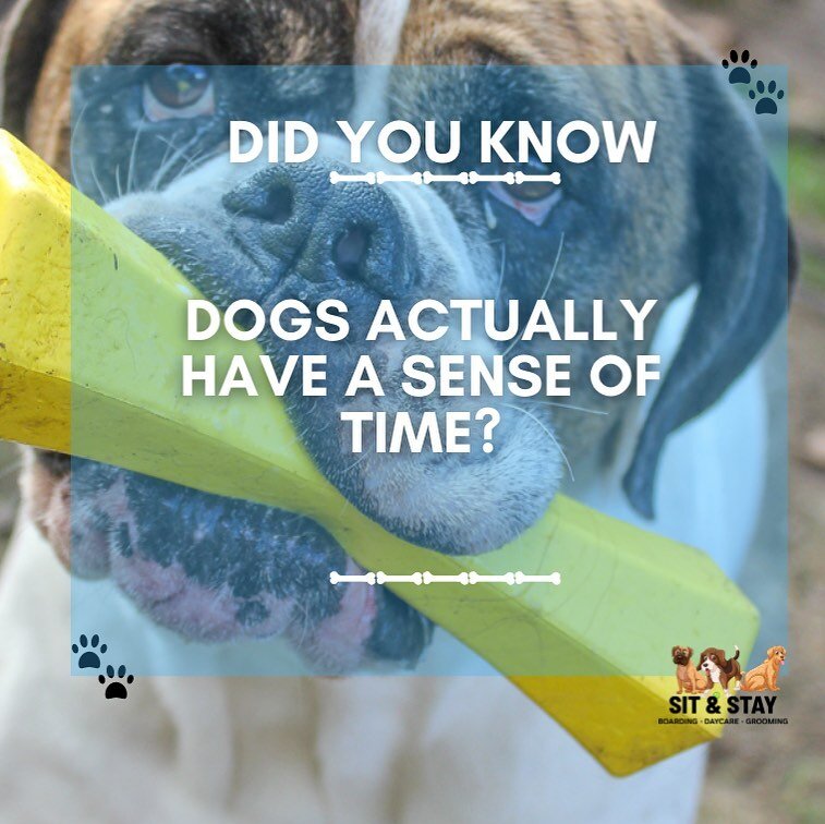 It&rsquo;s been proven that they know the difference between an hour and five! If condition to, they can predict future events such as regular walk times