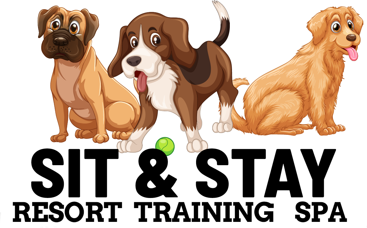 Sit and Stay Boarding Daycare & Grooming. The Grand Strand's 1 Dog