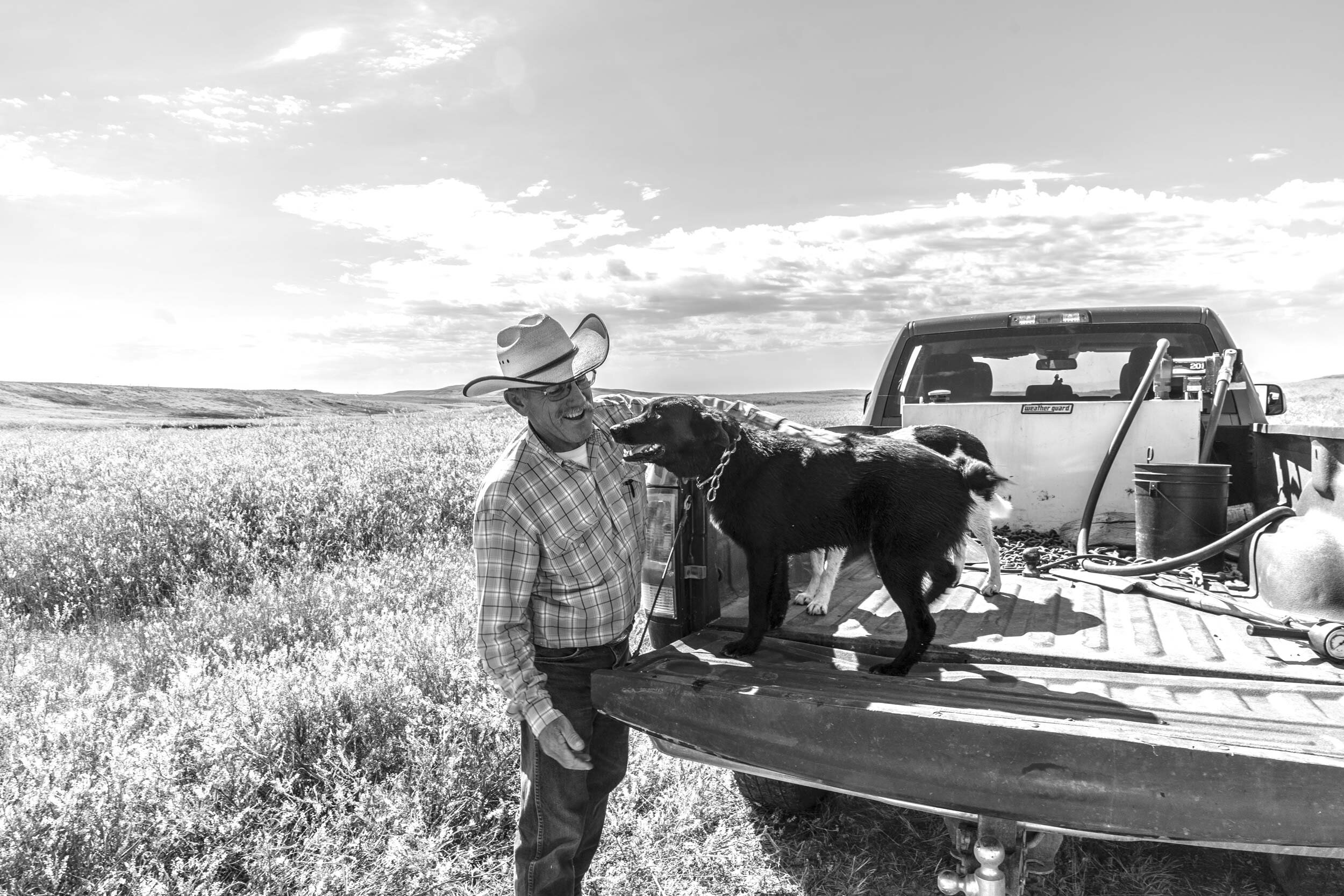 Indreland Ranch Montana Angus Bulls