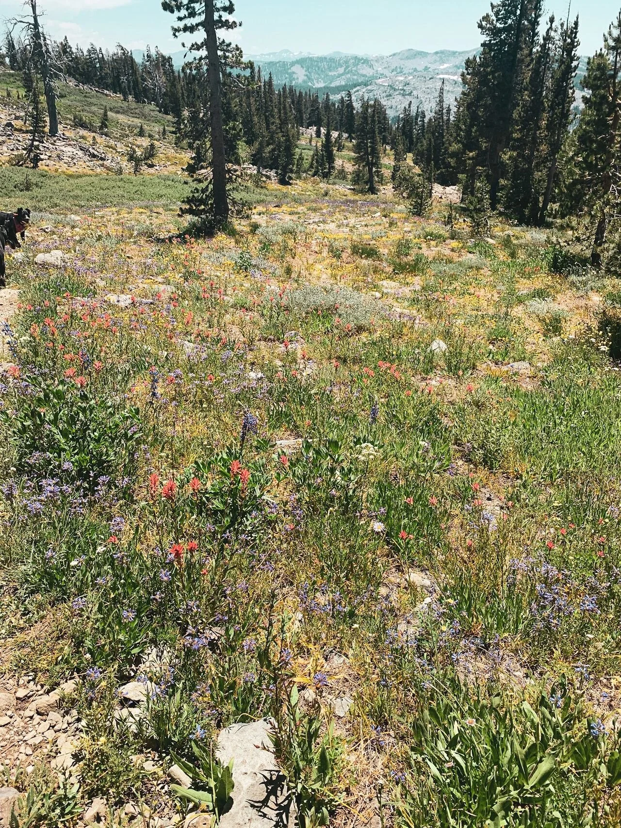 Backpacking Gilmore Lake