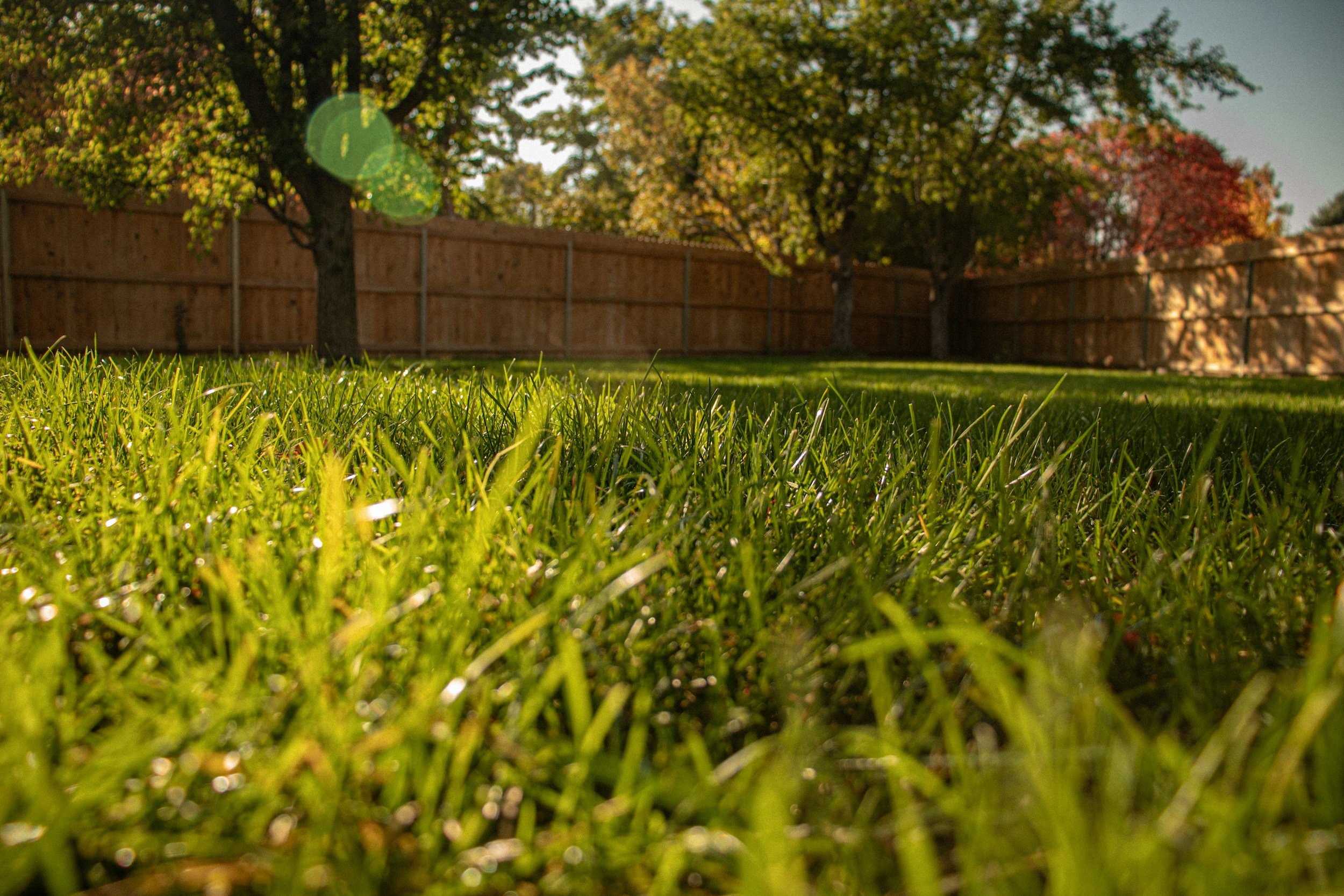 The Healthiest Thing You Can Do With Your Backyard