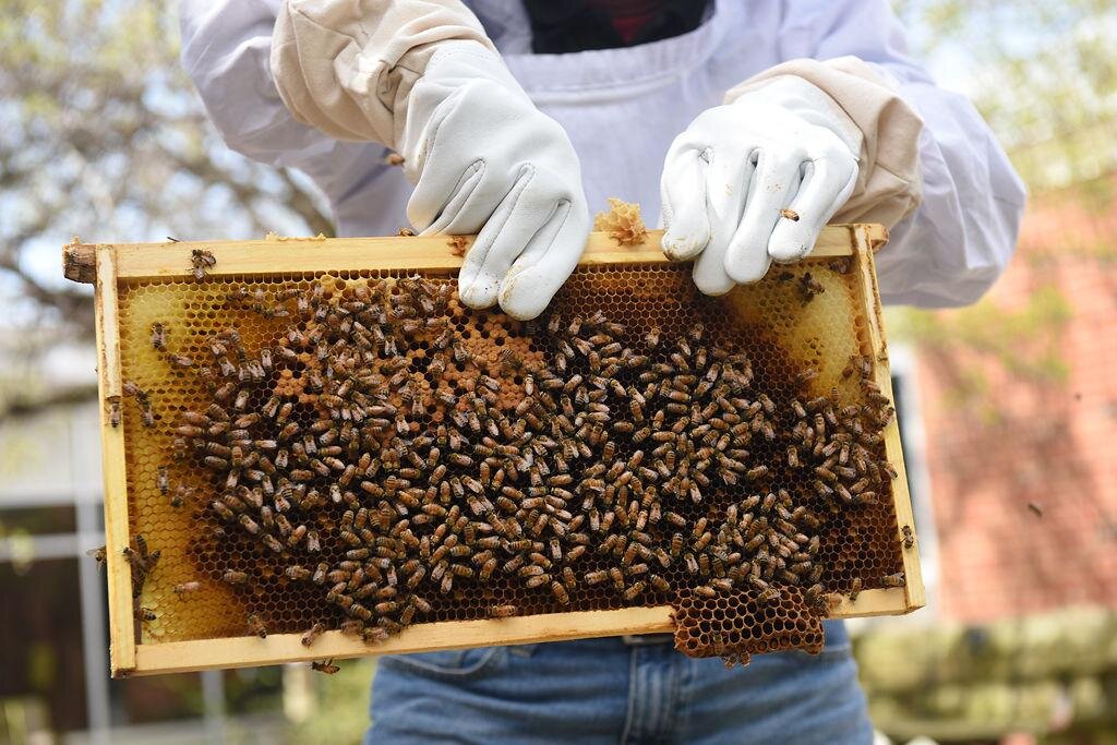 Columbia Missourian: At Fairview Elementary, program for beekeeping newbies buzzes along