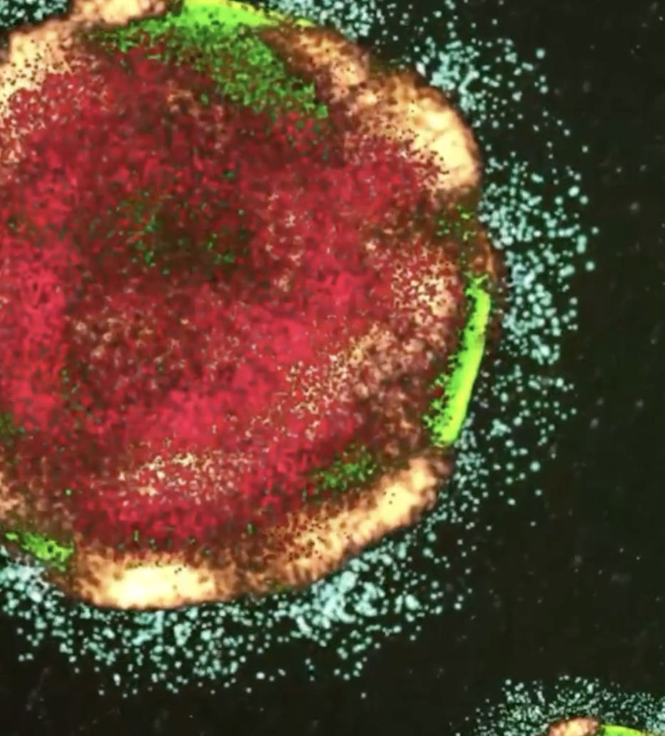 Screenshot 2024-06-04 at 9.31.14 PM.png