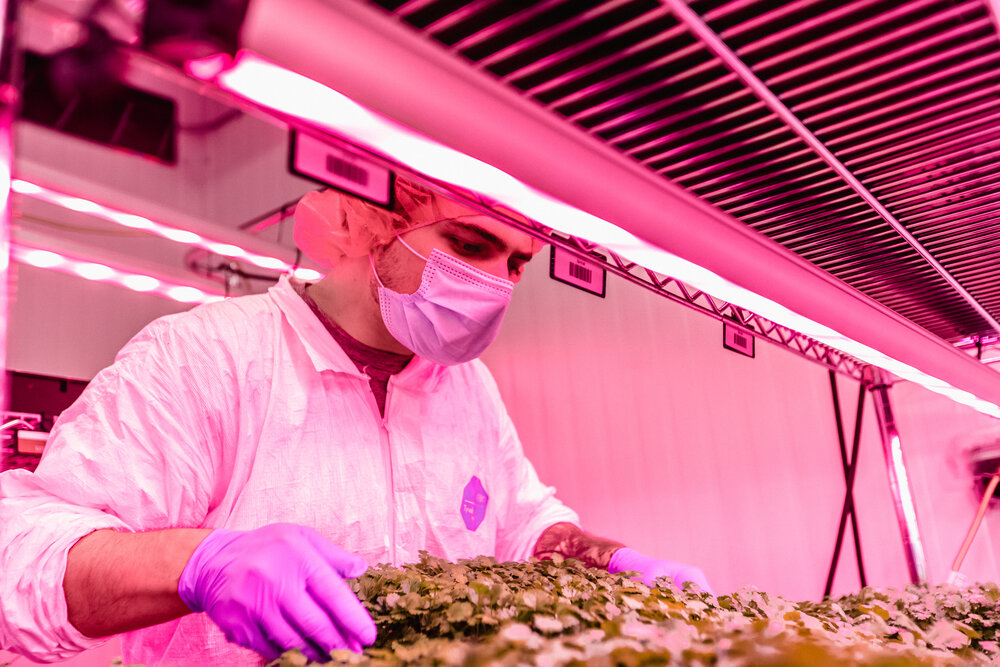 billy wearing PPE tending to herbs in the nursery