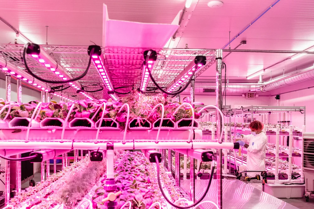 end view of hydroponic system, billy measuring in background