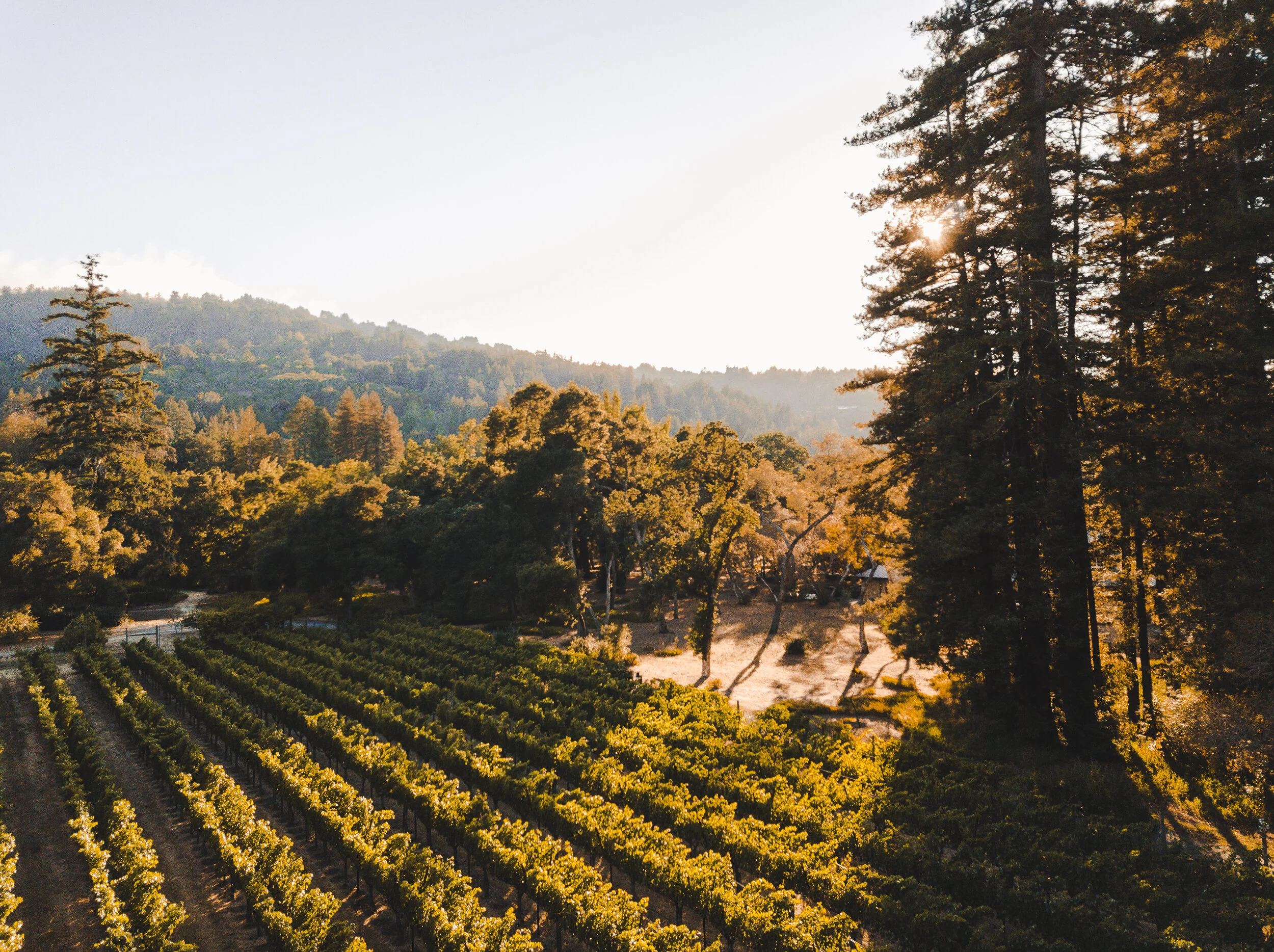 Shop — Kings Mountain Vineyards