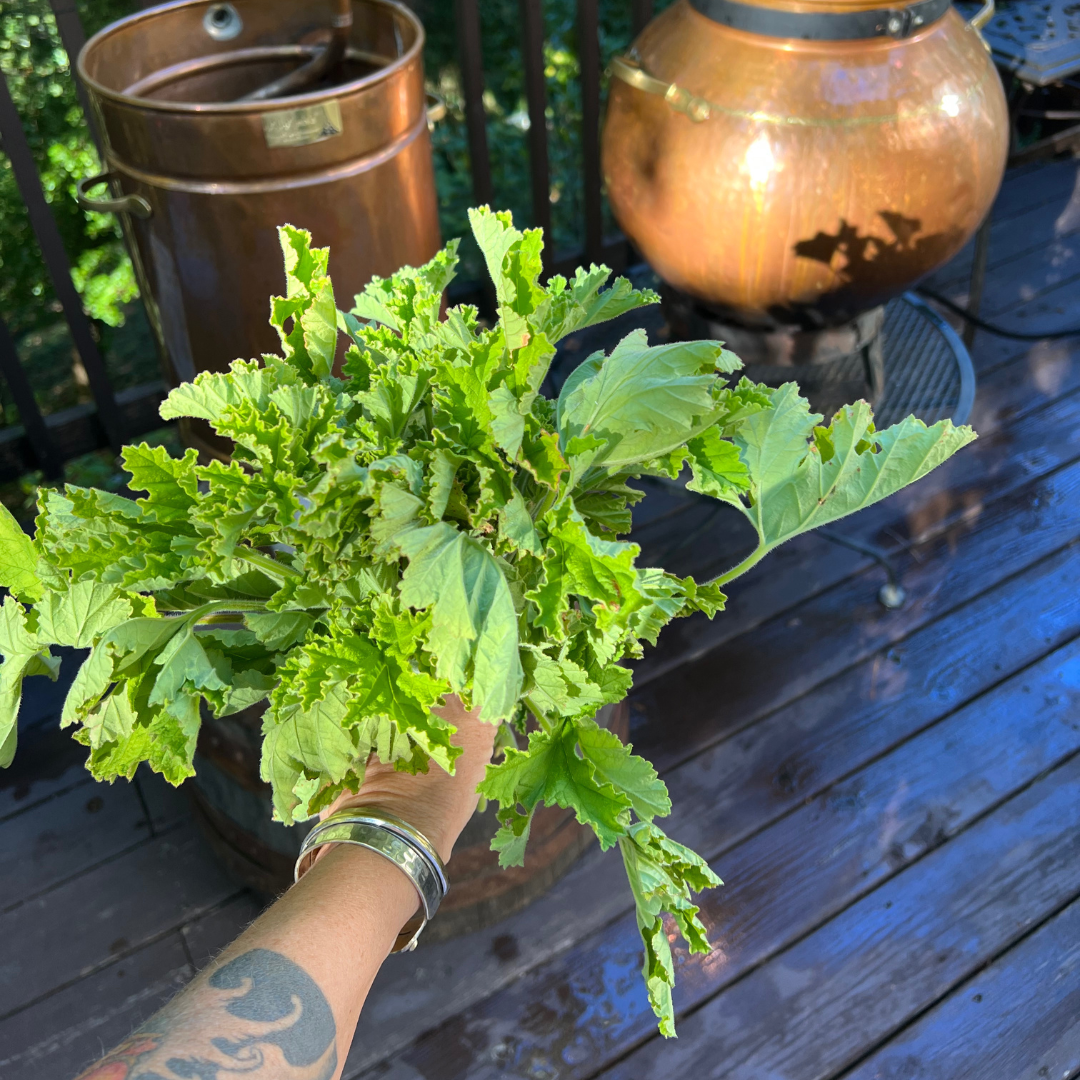 rose geranium distillation 1x1.png