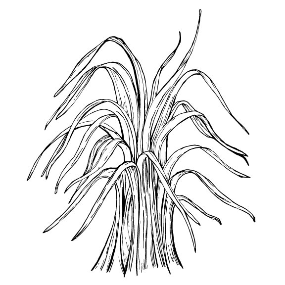 lemongrass.jpeg