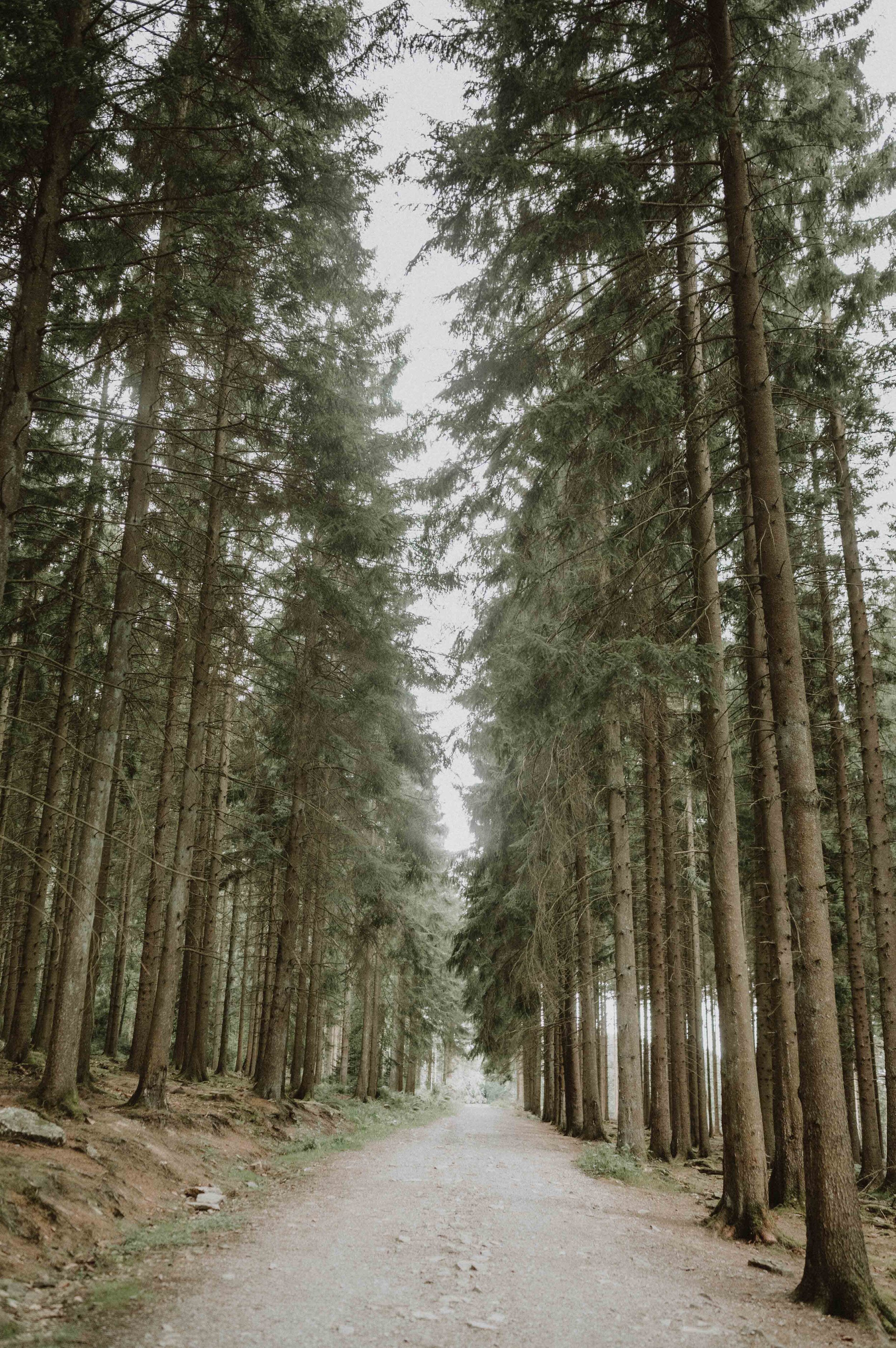 Green path