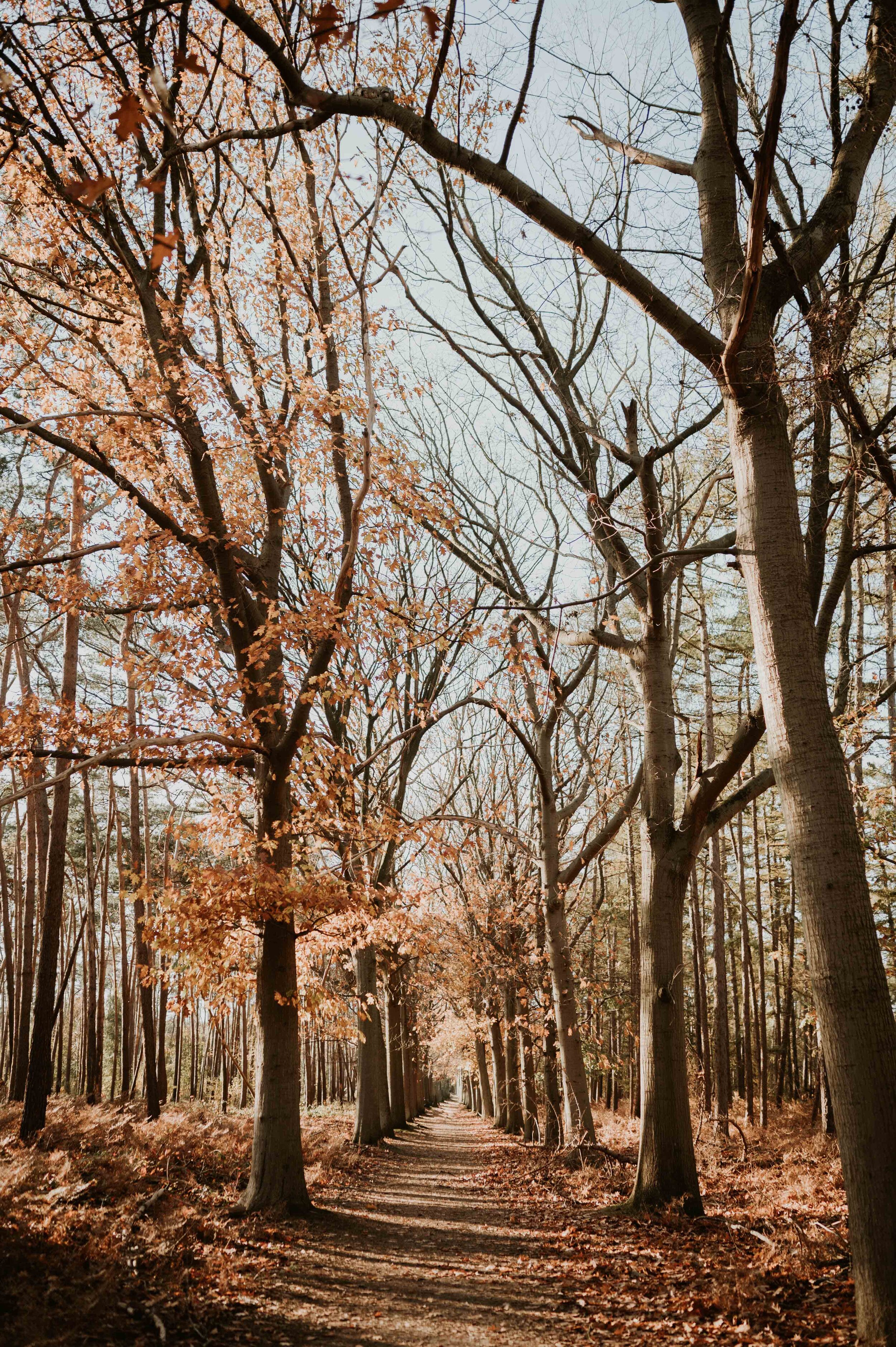 Forest Hallway