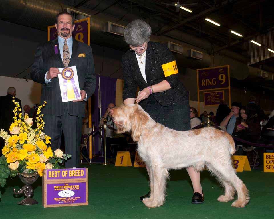 Great-uncle GCh Sweetbriar’s Diamonds are Forever-James winning at Westminster 
