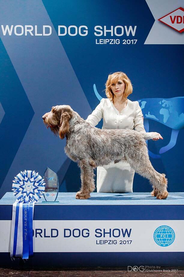 Grand-dad GCh Epithelium Dinamo winning at the World Dog Show