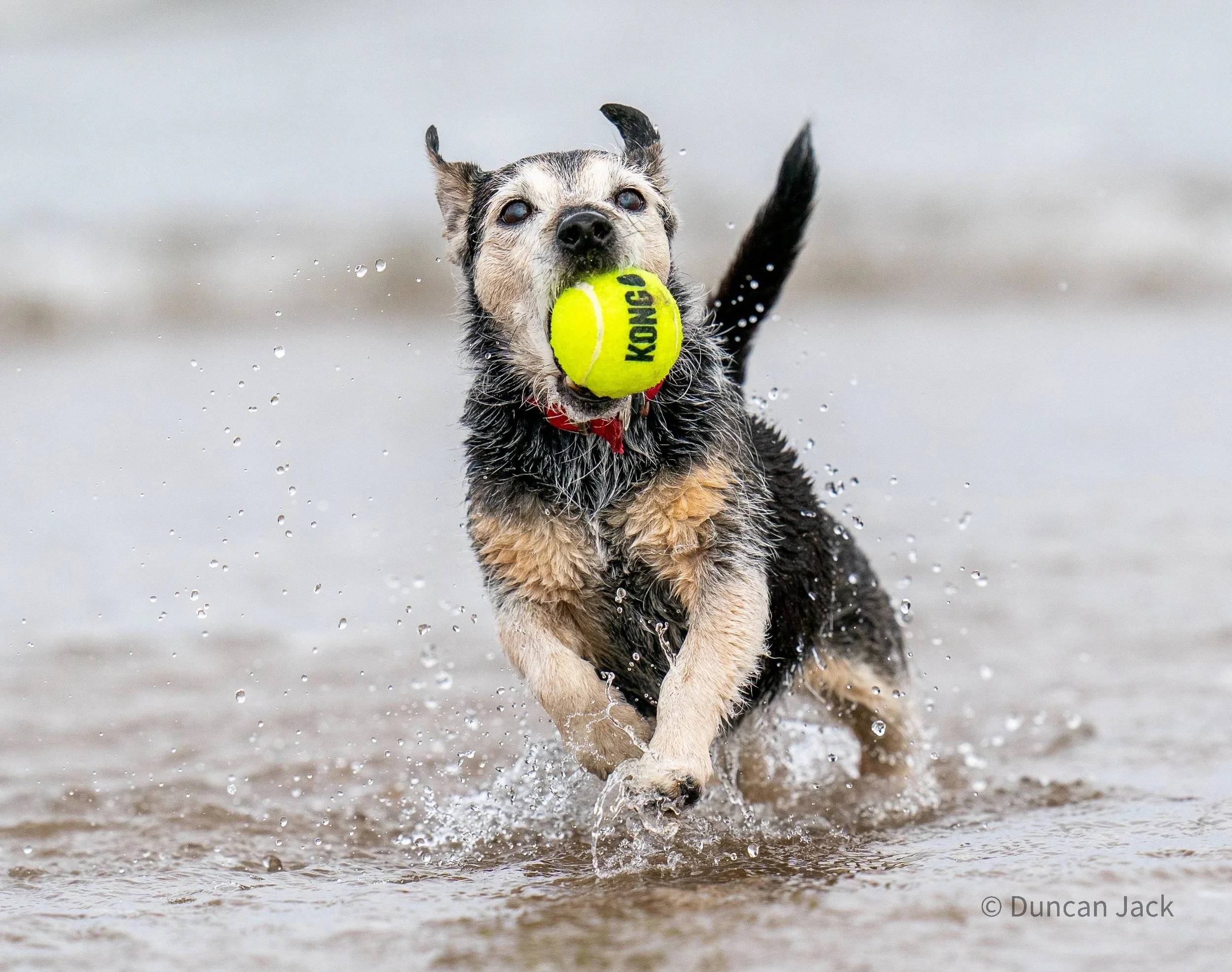 A dog running through the water holding a bright yellow tennis ball in its mouth.