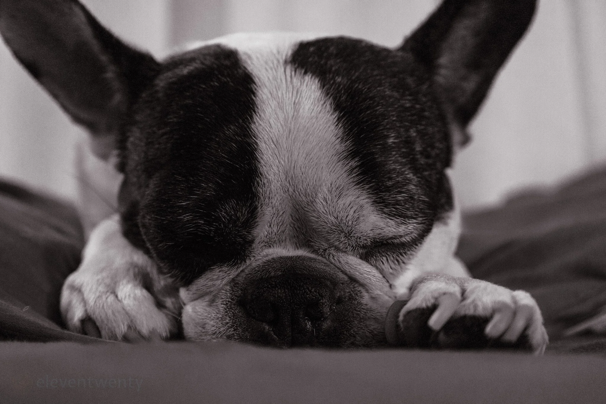 stella, french bulldog