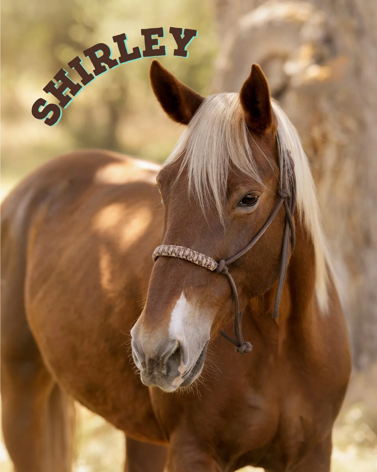 Shirley is SURELY a good girl! She came to us from a ranch family and is happy to hit the trails and take care of any rider. She is strong and steady and and has a striking bright flaxen mane and cute unique snip on her nose. 