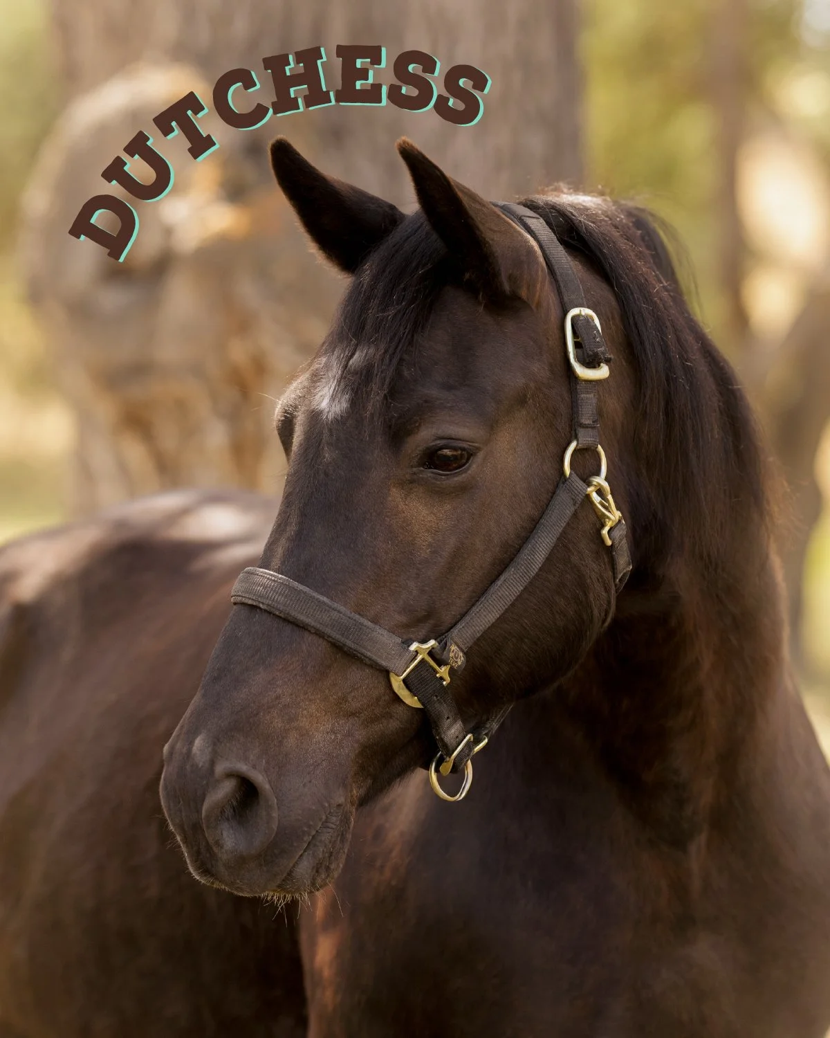 A dark brown horse with a black mane wearing a halter, standing outdoors with blurry trees in the background.