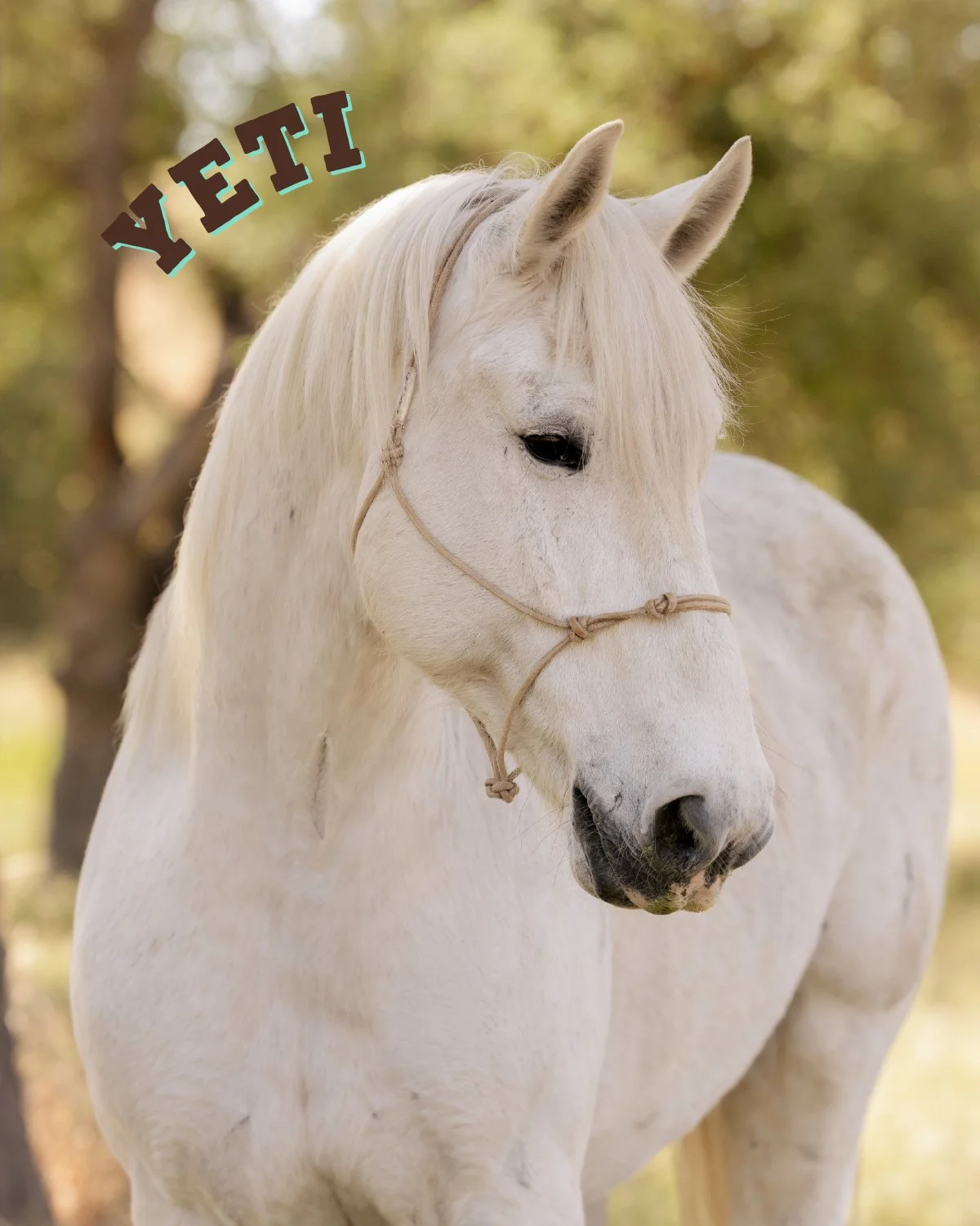 A white horse with a light brown halter, standing outdoors with blurred trees in the background, and the word "VETI" in colorful letters in the top left corner.