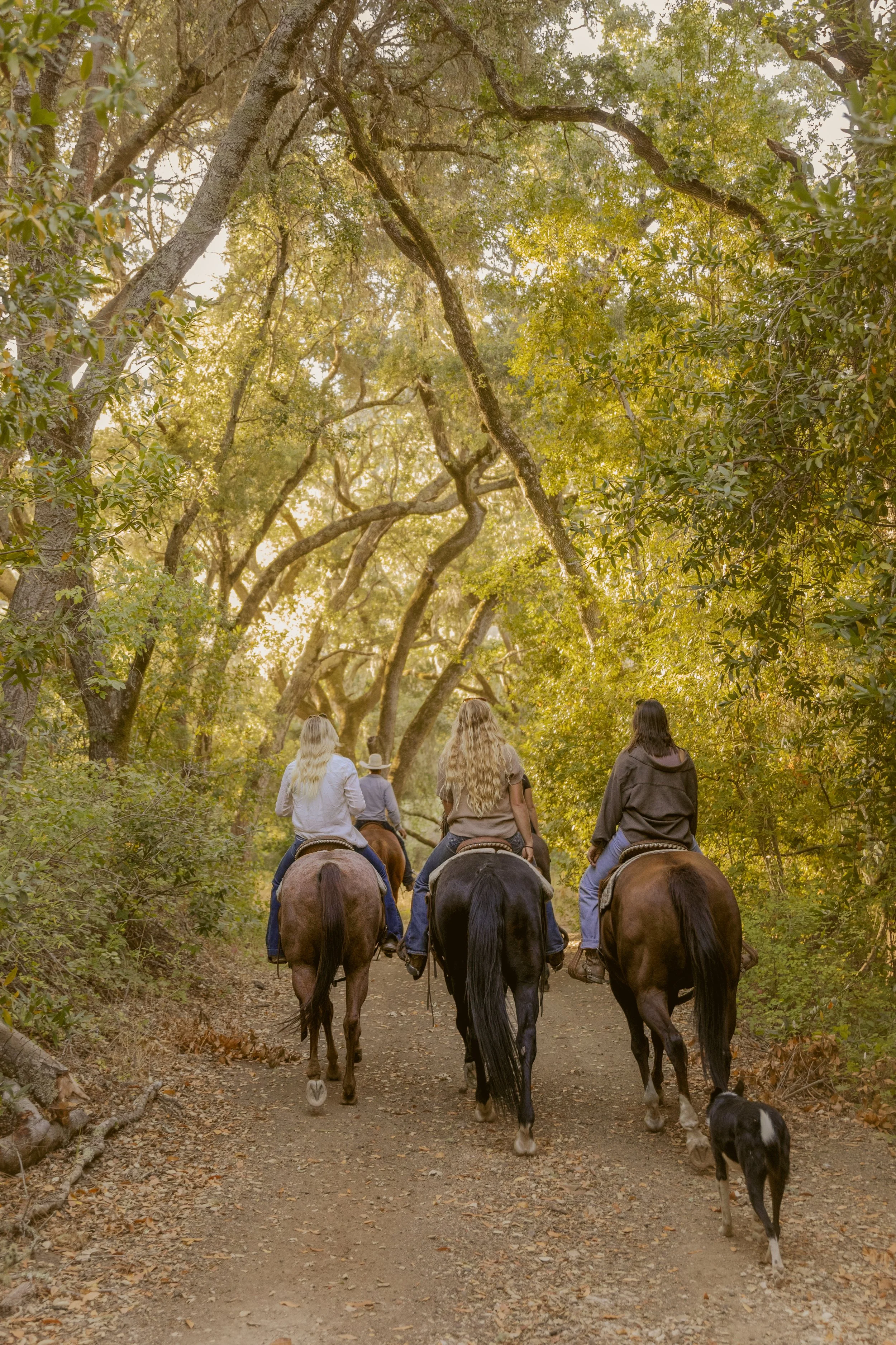 Four people riding horses on a trail through a forest with tall trees and green foliage.