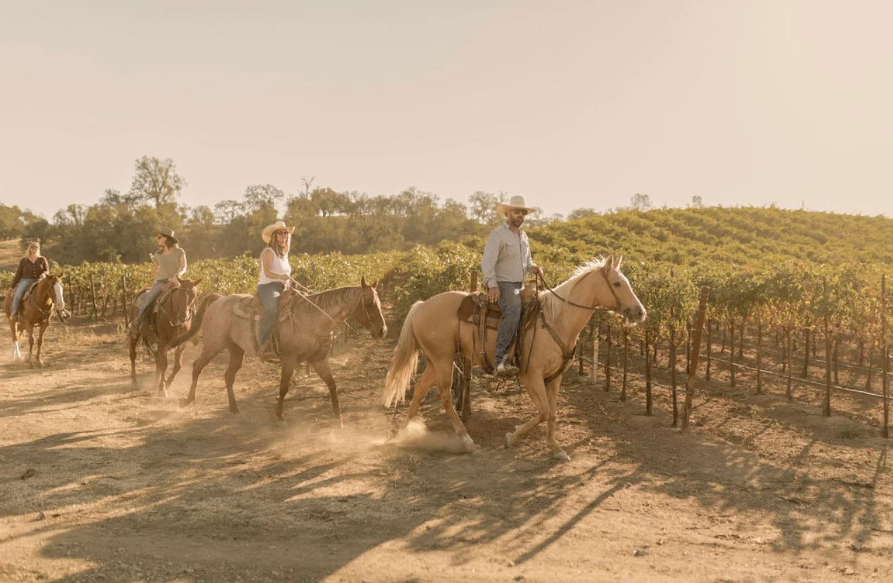 Four people riding horses through a vineyard during sunset