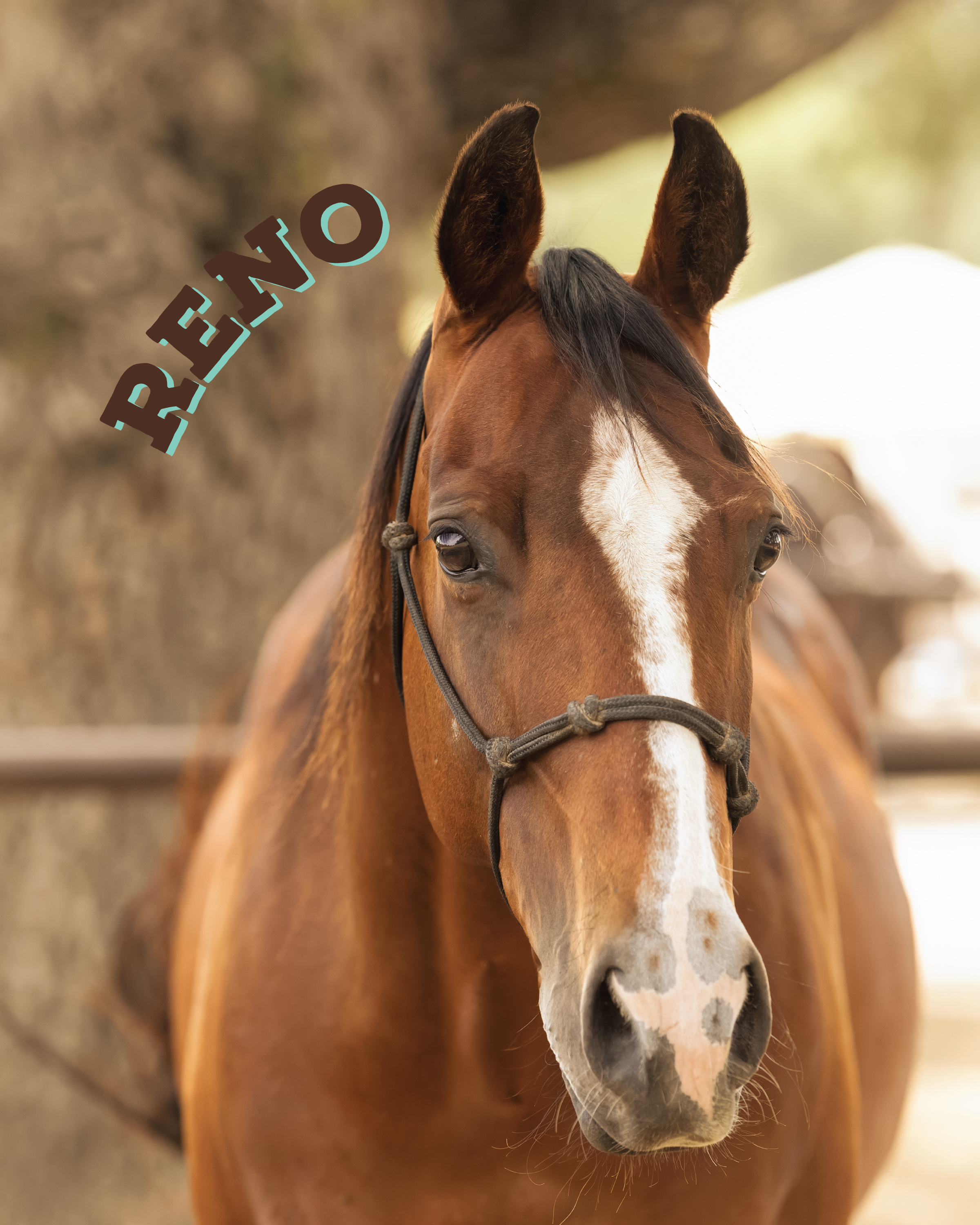 Reno is our wrangler Kaila’s horse! He is cute and sweet and now lives with our wonderful CCT herd and has joined our roster. You can often find him leading your ride if you are lucky enough to have wrangler Kaila!