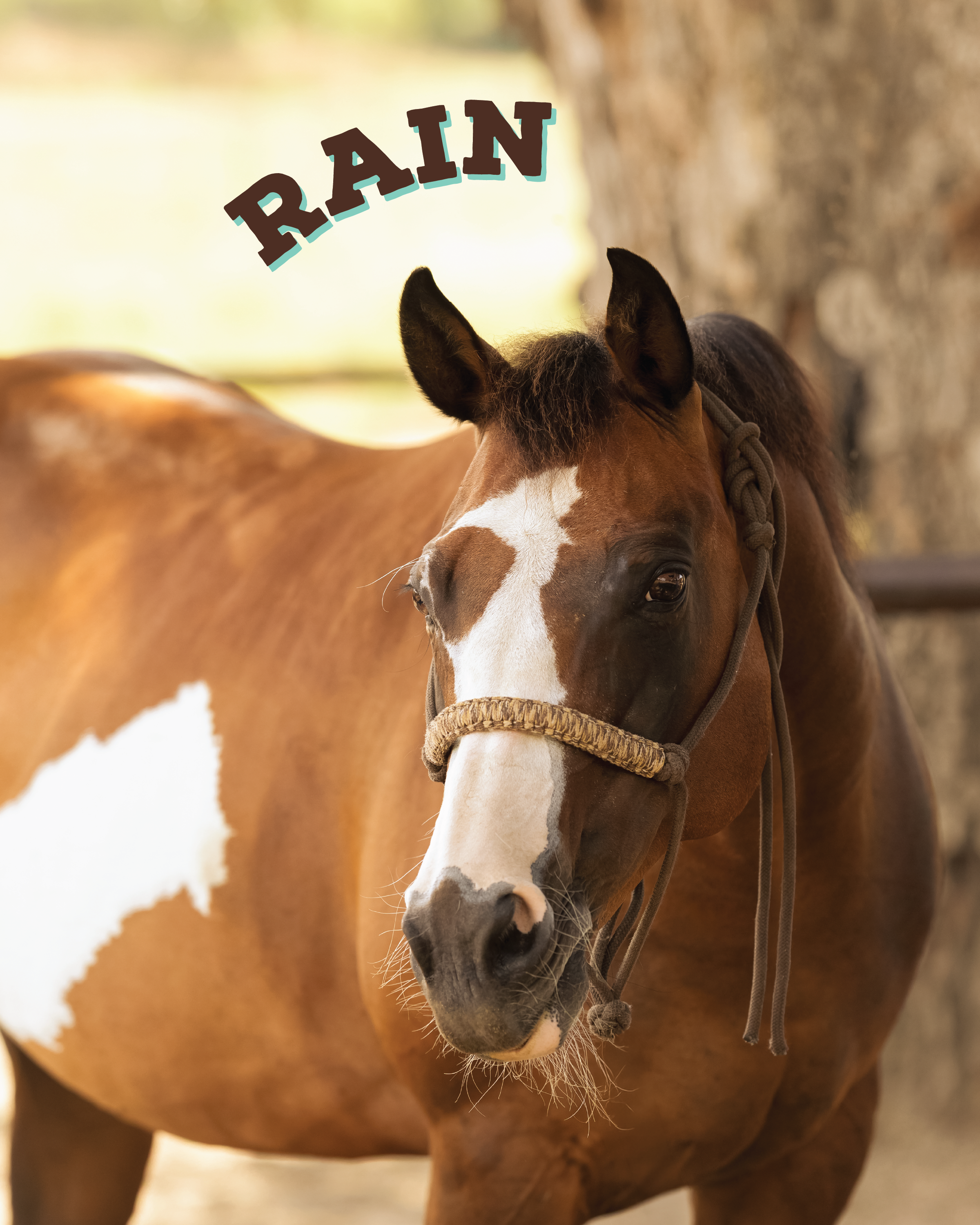 Rain is a stunning bay paint horse mare, who came from a local rancher with her buddy River!  She is very gentle and kind, and handles our trails with confidence and ease. Pretty and patient, Rain is a great choice for a memorable ride experience.