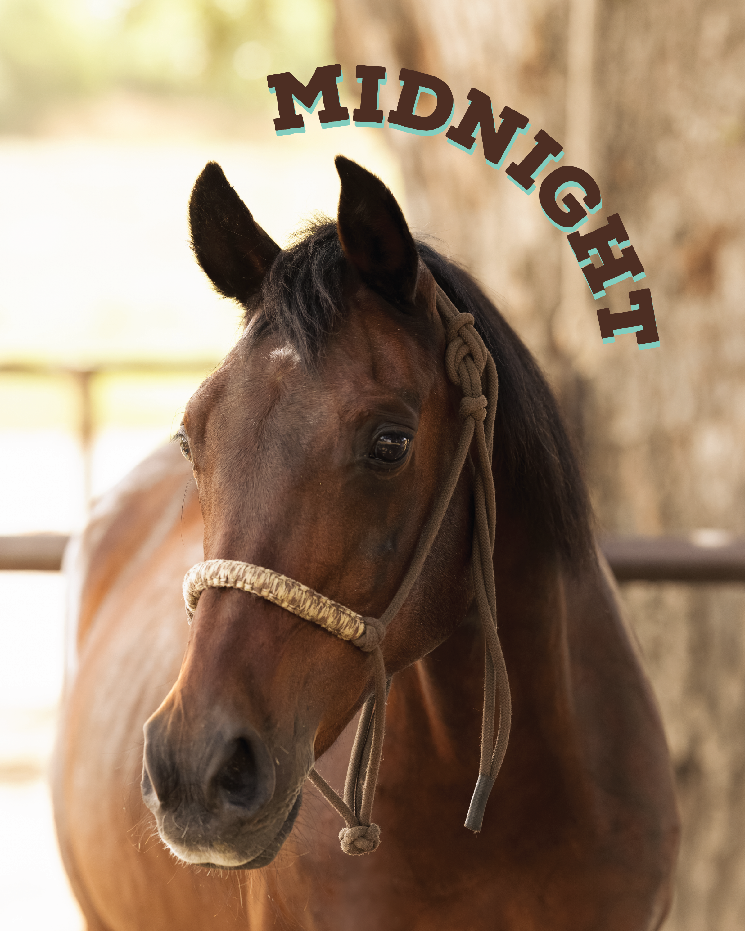 Midnight has been our Jr. Wrangler, Stellyn’s, go-to gal, and now that she’s stepping up in the rodeo world, Midnight is happily hitting the trails with us! She’s a great choice for kiddos to have a wonderful experience on horseback out on the ranch.