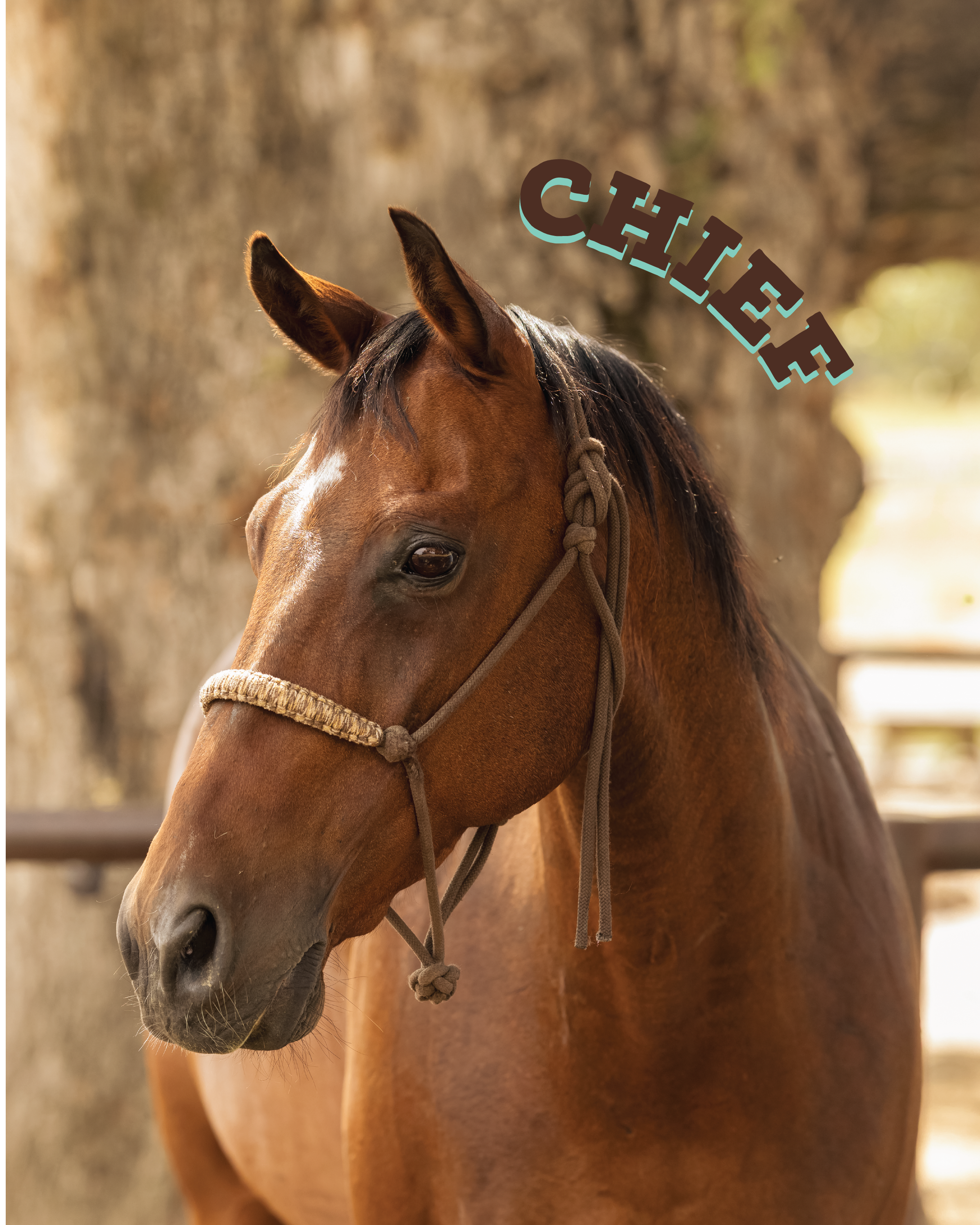 Chief is a sweet and steady guy who came from a local family with his buddy Rusty! He has been a trail horse for a long time and so is a perfect pal for novice and advanced riders alike.