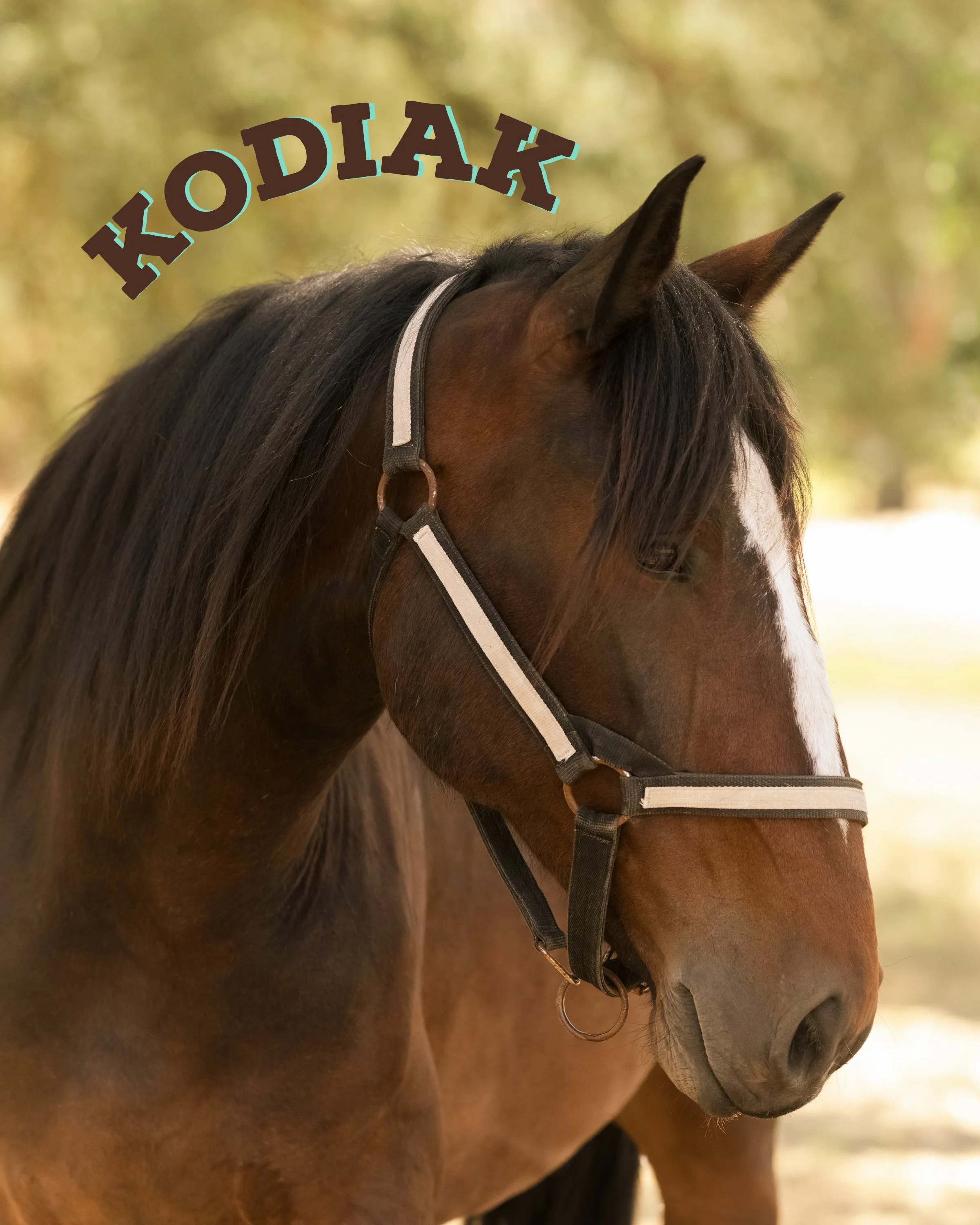 Kodiak is a gorgeous bay draft cross gelding. He is steady and sturdy and has go for miles! Some of our larger full draft horses are beyond sweet and smooth, but their size can intimidate some riders… Kodiak is the perfect mix of the great draft hors