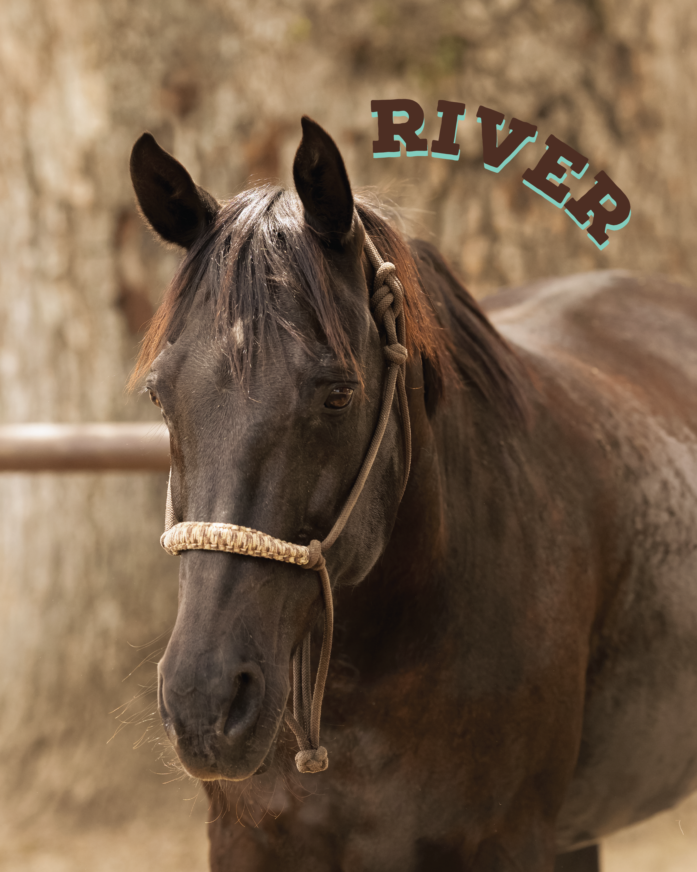 River is a pretty black mare, who came from a local rancher with her buddy Rain! River is an excellent easy-going gal who loves to explore our ranch trails and teach our guest riders the ropes.