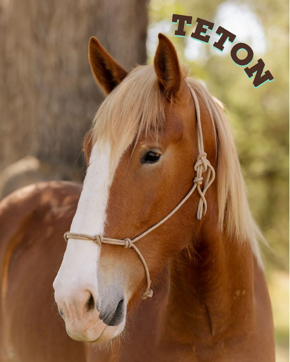 Teton is Crystal’s personal project and love! He came to us a baby with no riding experience, and she is having so much fun starting him to ride and watching his progress unfold. His personality is bigger than life, and we cannot wait to see what his