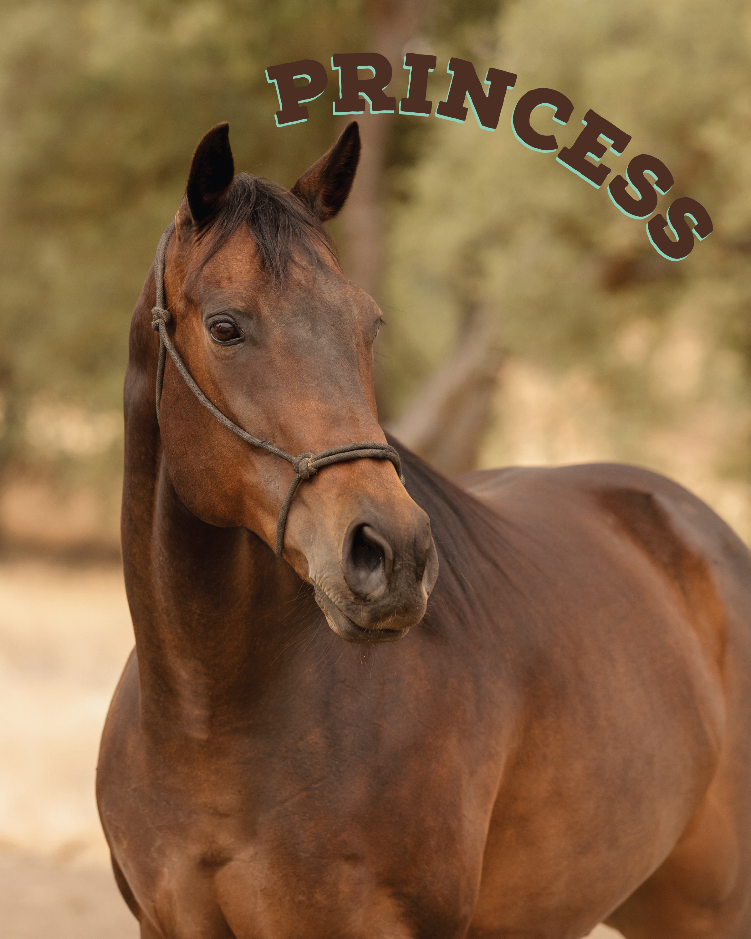 Princess is a Thoroughbred mare, her and her bestie Harlow came to us bred to be racehorses, but have landed trail riding careers with us! They are smart, sturdy, and willing, and are proving themselves to be quick learning and trustworthy on our tra