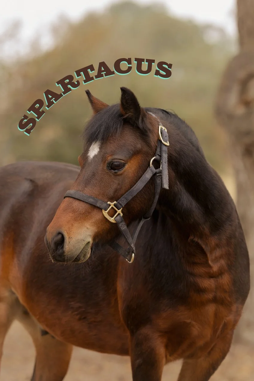 Spartacus came from the Amish as a pulling cart horse! He made his way to California in a pet home, and now has a home with us. We are looking forward to retraining his original skillset and testing his driving skills for future fun!