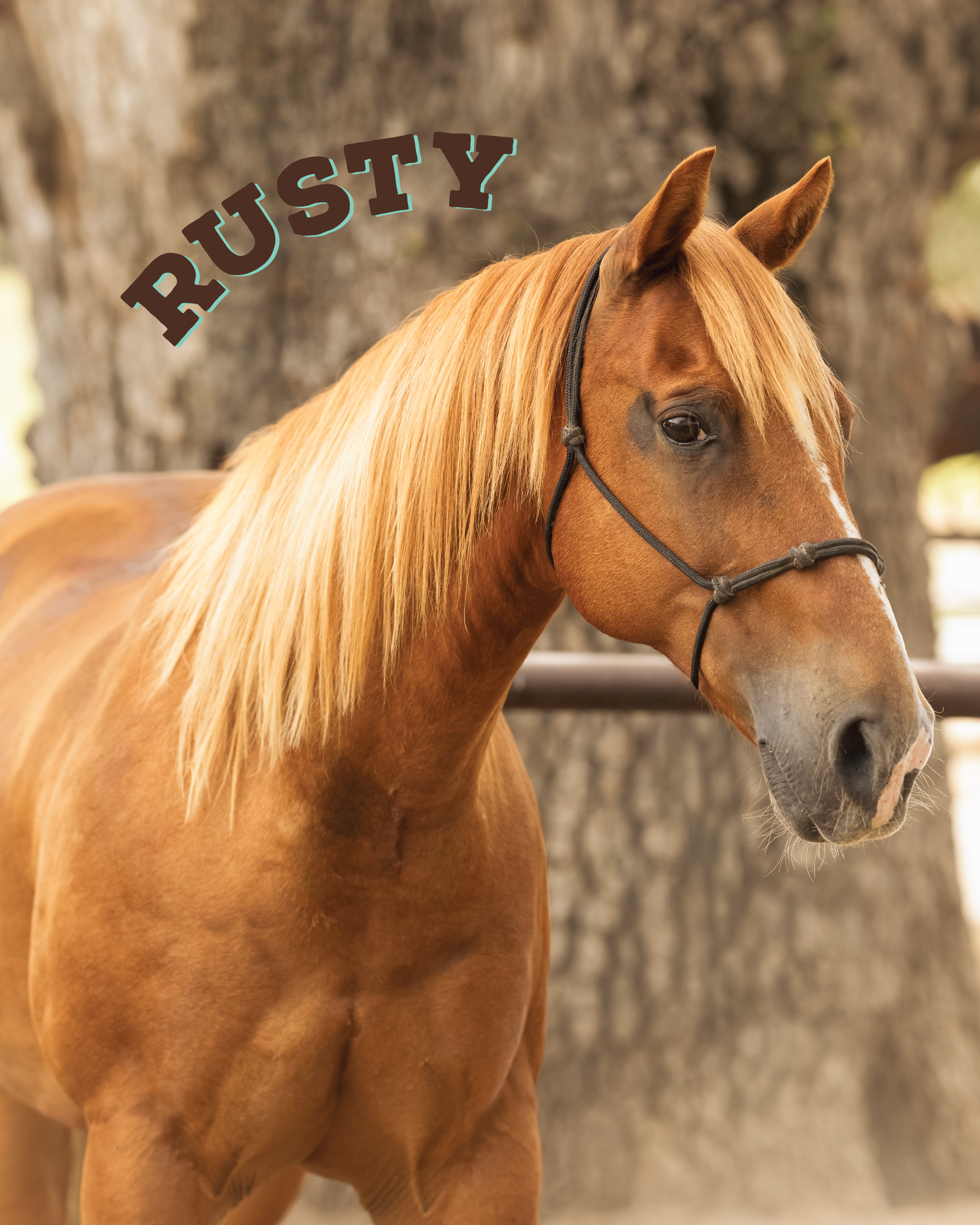 Rusty is a ranch horse and is ready to ride! He came from a local family with his buddy Chief and has a lot of trail miles in his resume. He is cute and kind and would make a great choice for a wide variety of riders. 