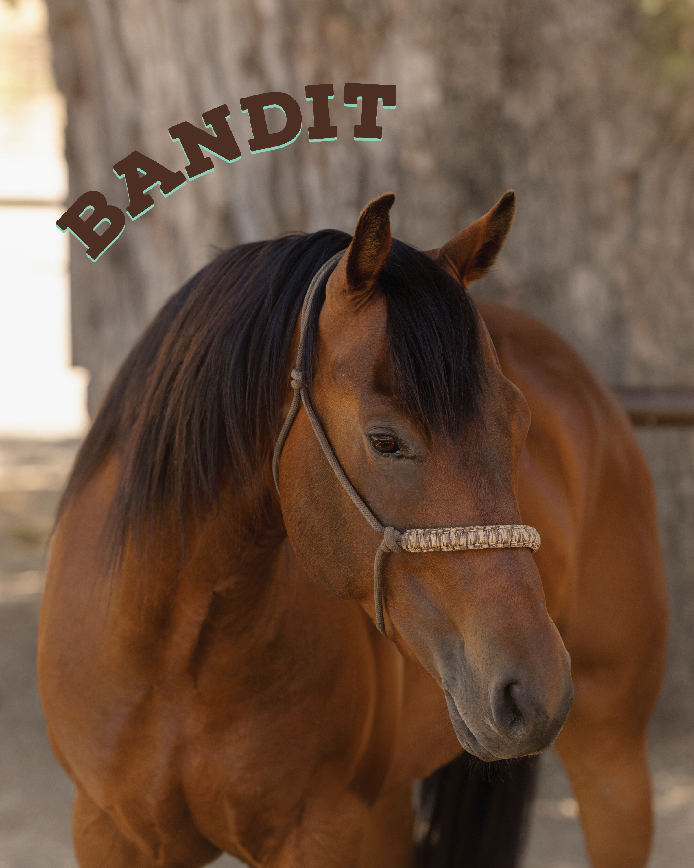 Bandit is a younger horse, but has already proved himself more than trustworthy and loves taking kiddos along on the trail! His lifelong buddy is Fina, but Bandit’s kind spirit makes him a better choice for all our riders, even our youngsters or more
