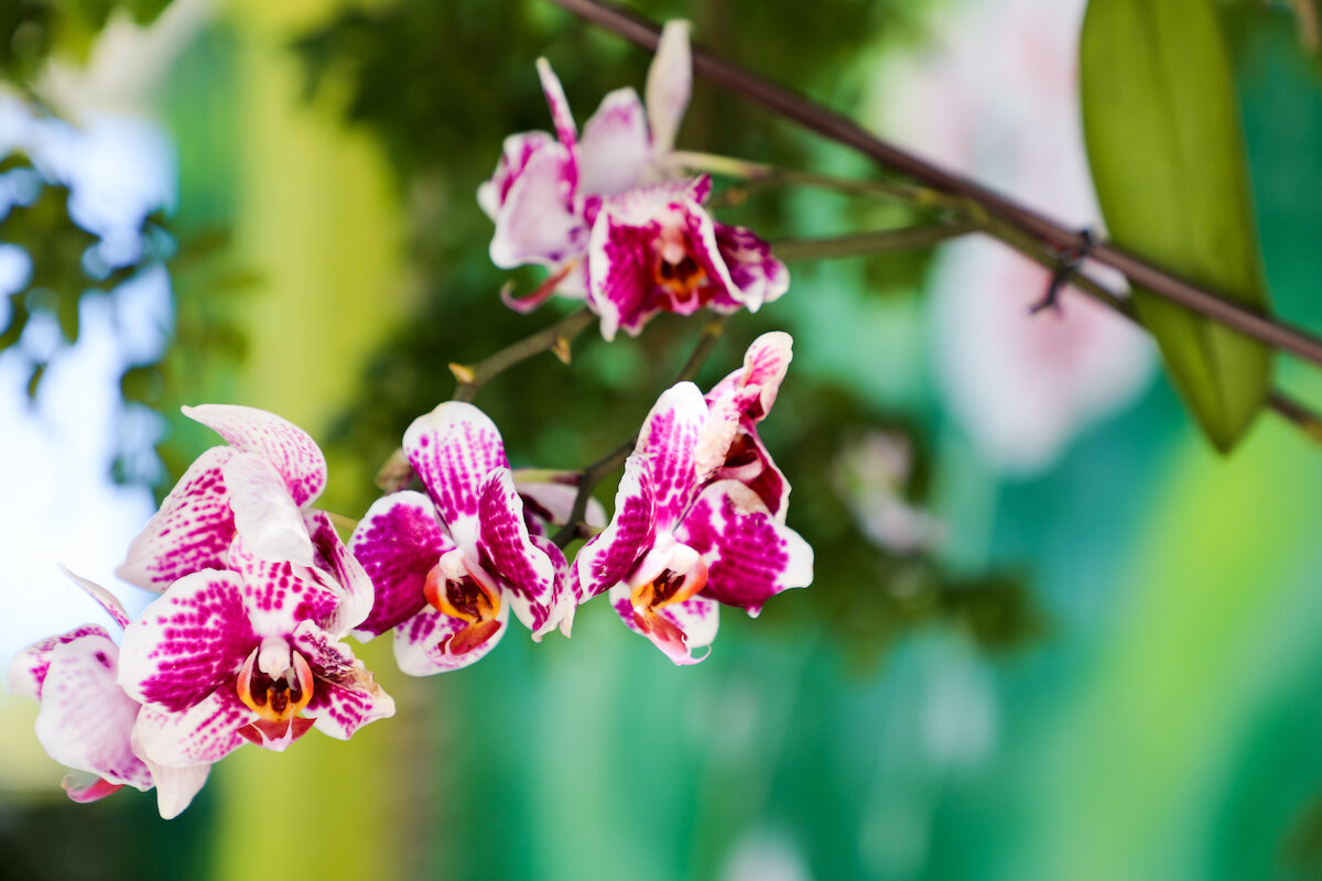 colorful lush tropical plants 