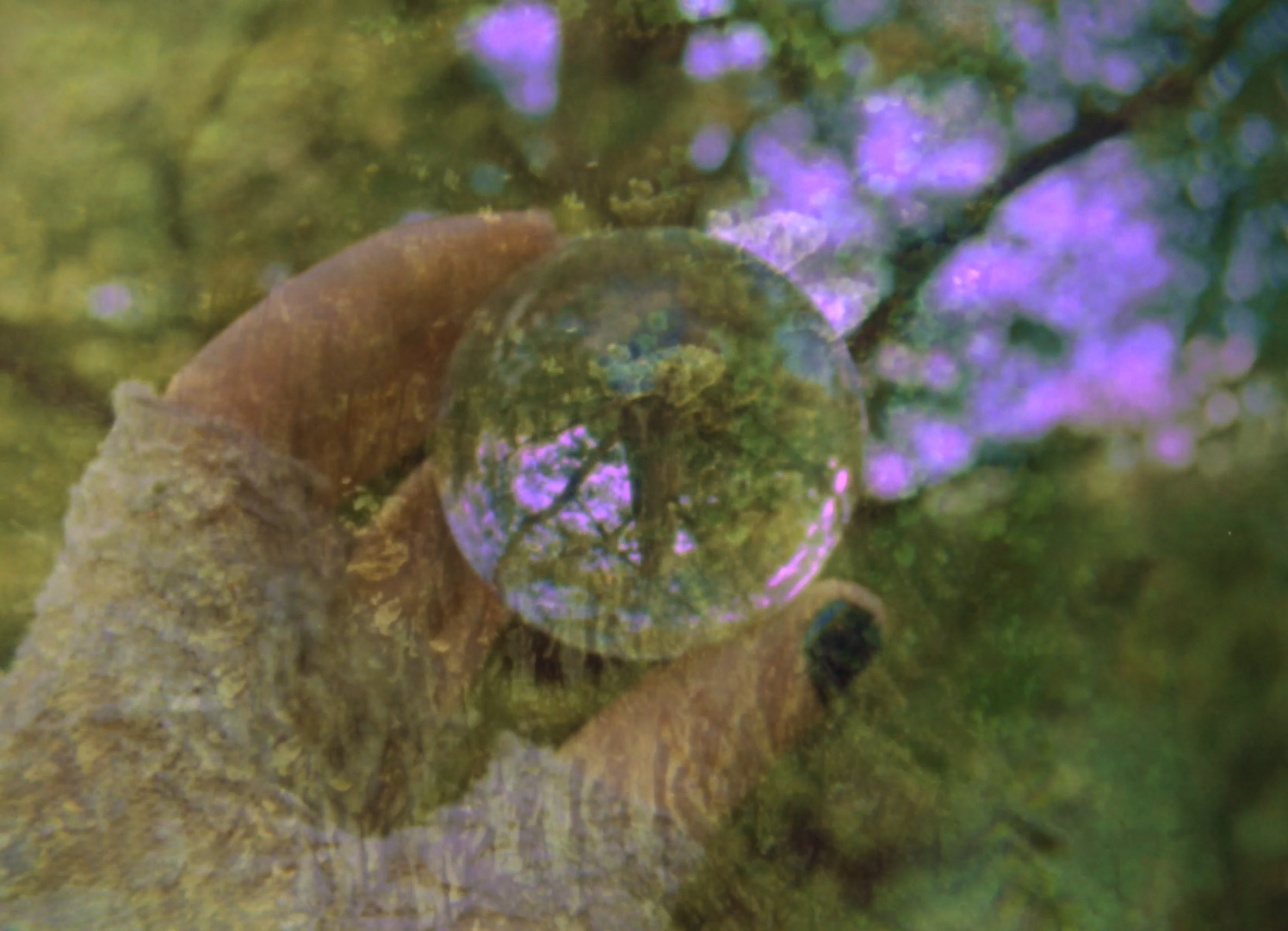 Nature Spirit Spell (2025)