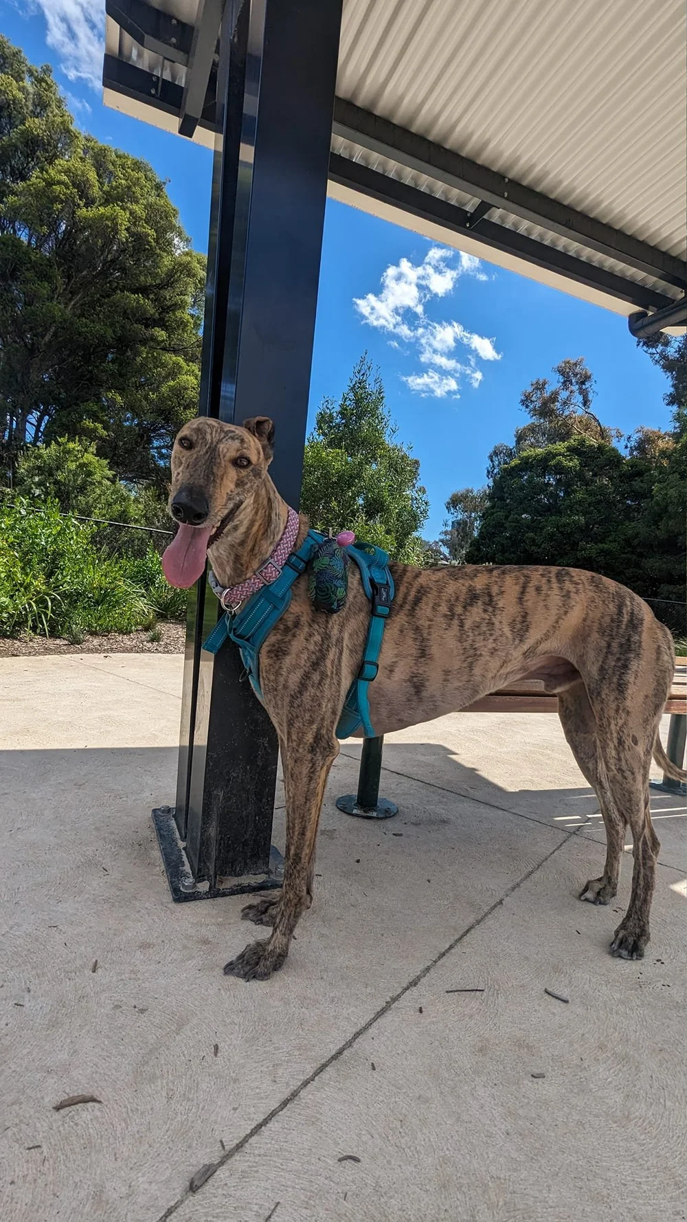 Large Greyhound Dog Greyhound Eyesight Portrait Large White Dog