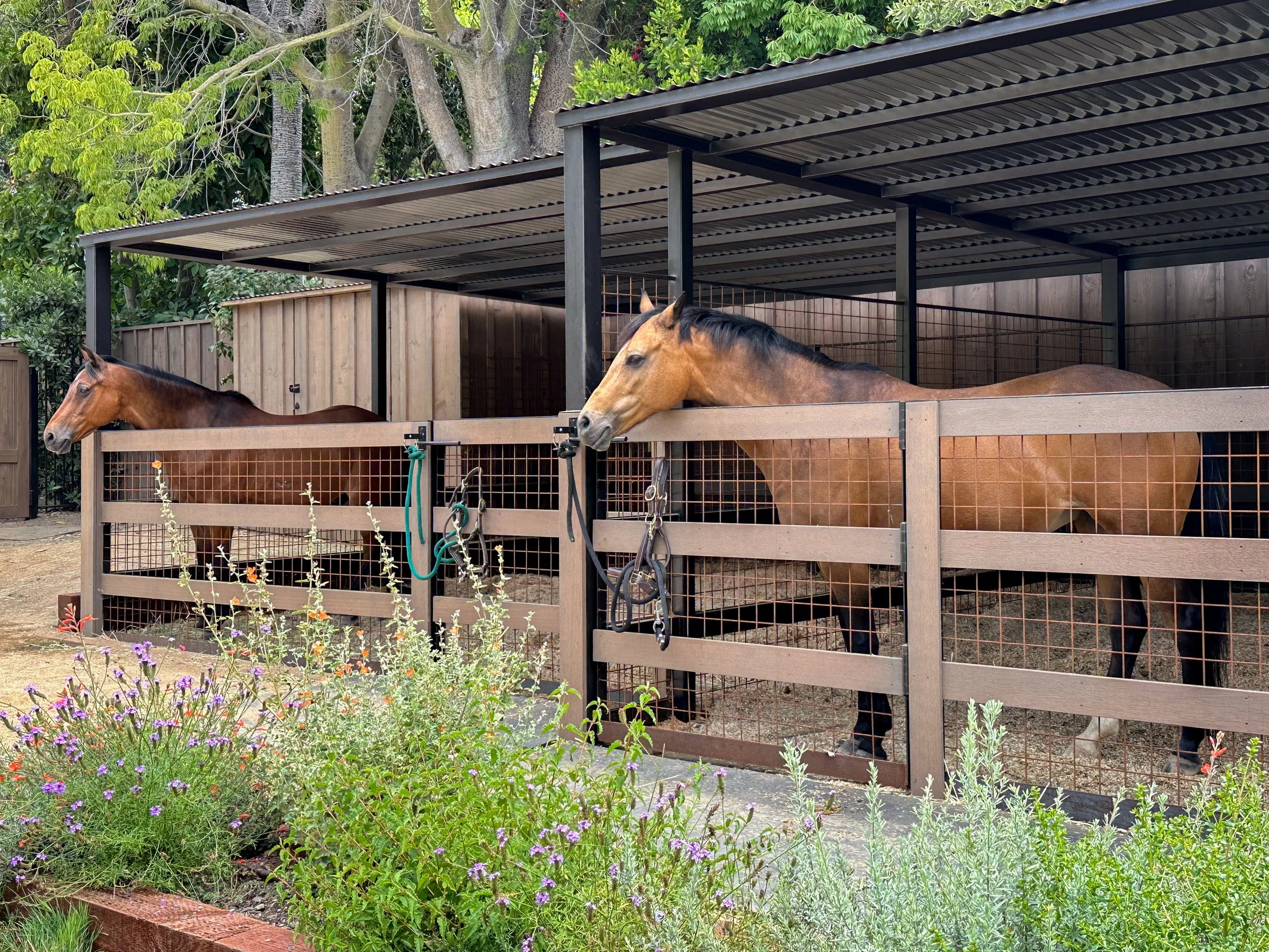 Jeff worth Chosen horse 2.jpg