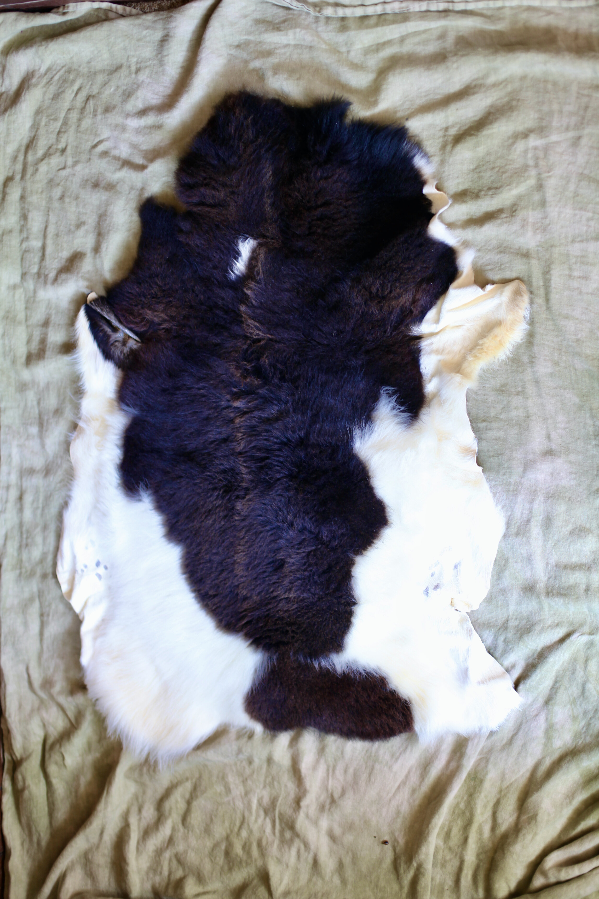 SOLD, Soft Spotty Sheep