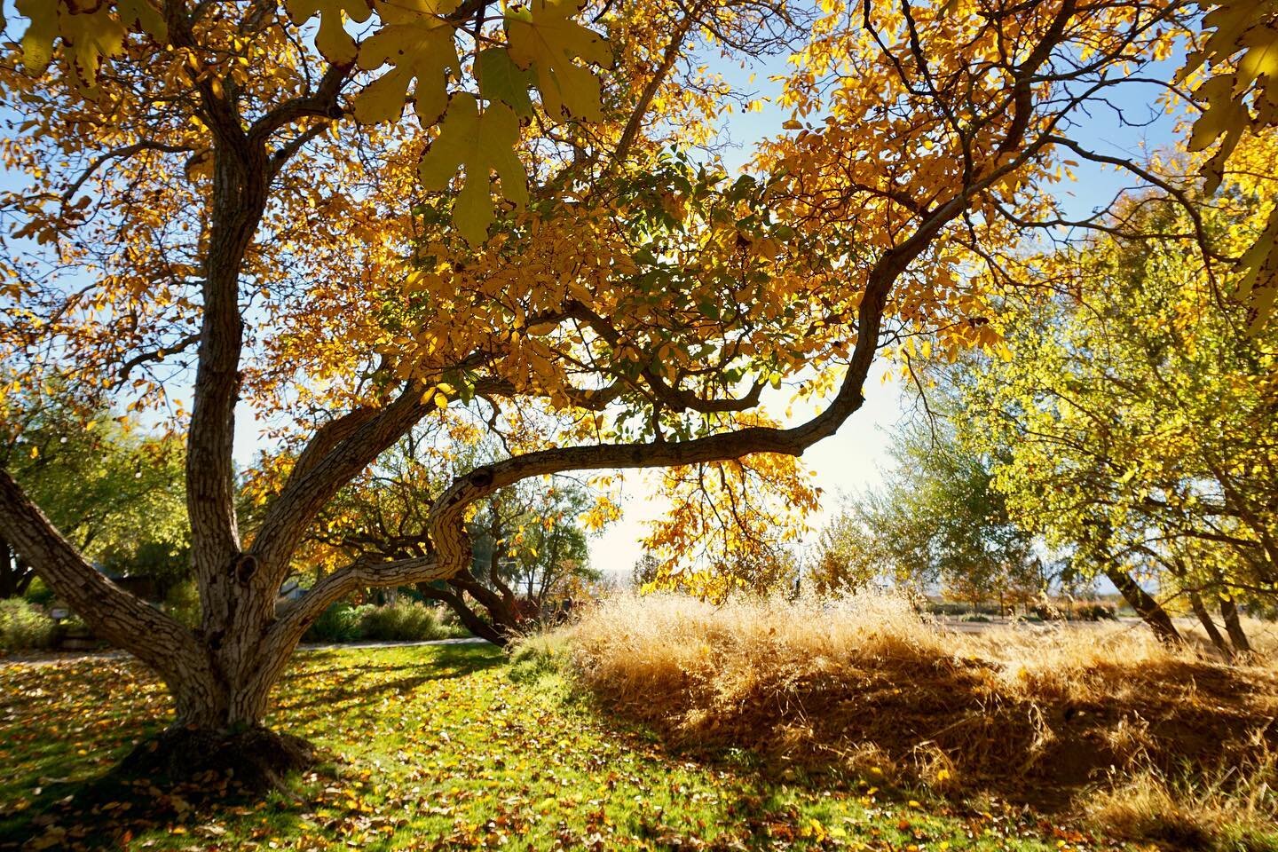 Walnut Tree in the Fall 🍂