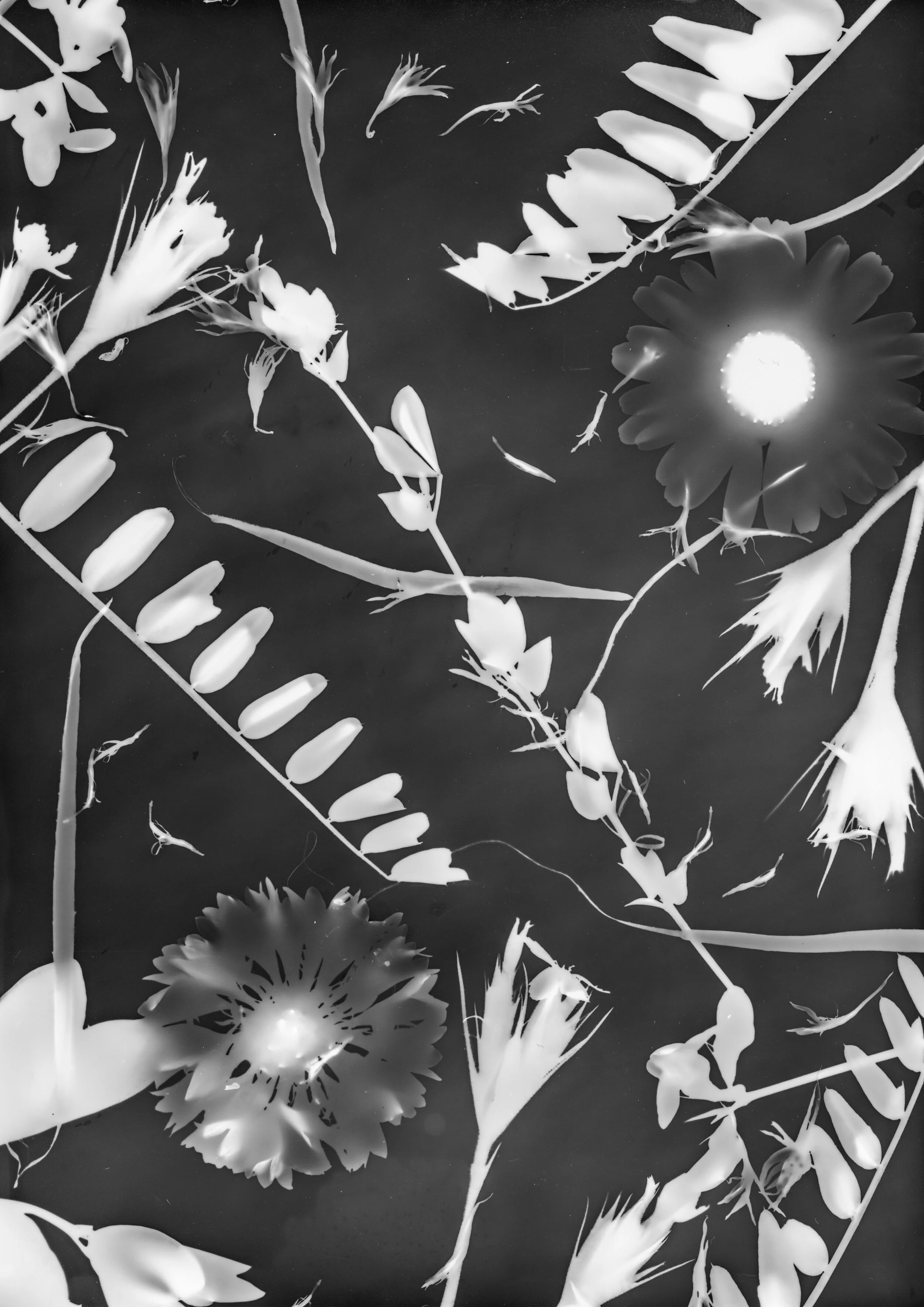 Ghostly Traces from the Garden, 4