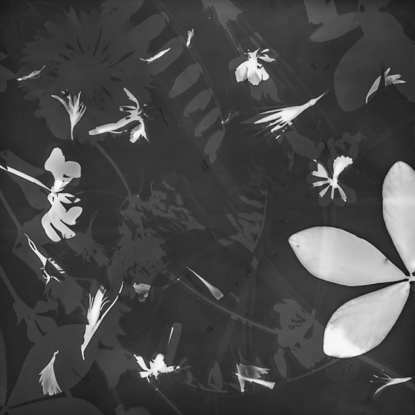 Ghostly Traces from the Garden, 1