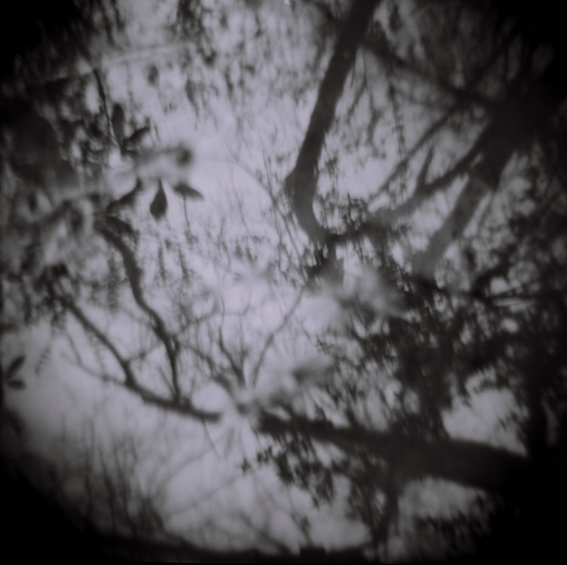 Meditation on White Oak Spring