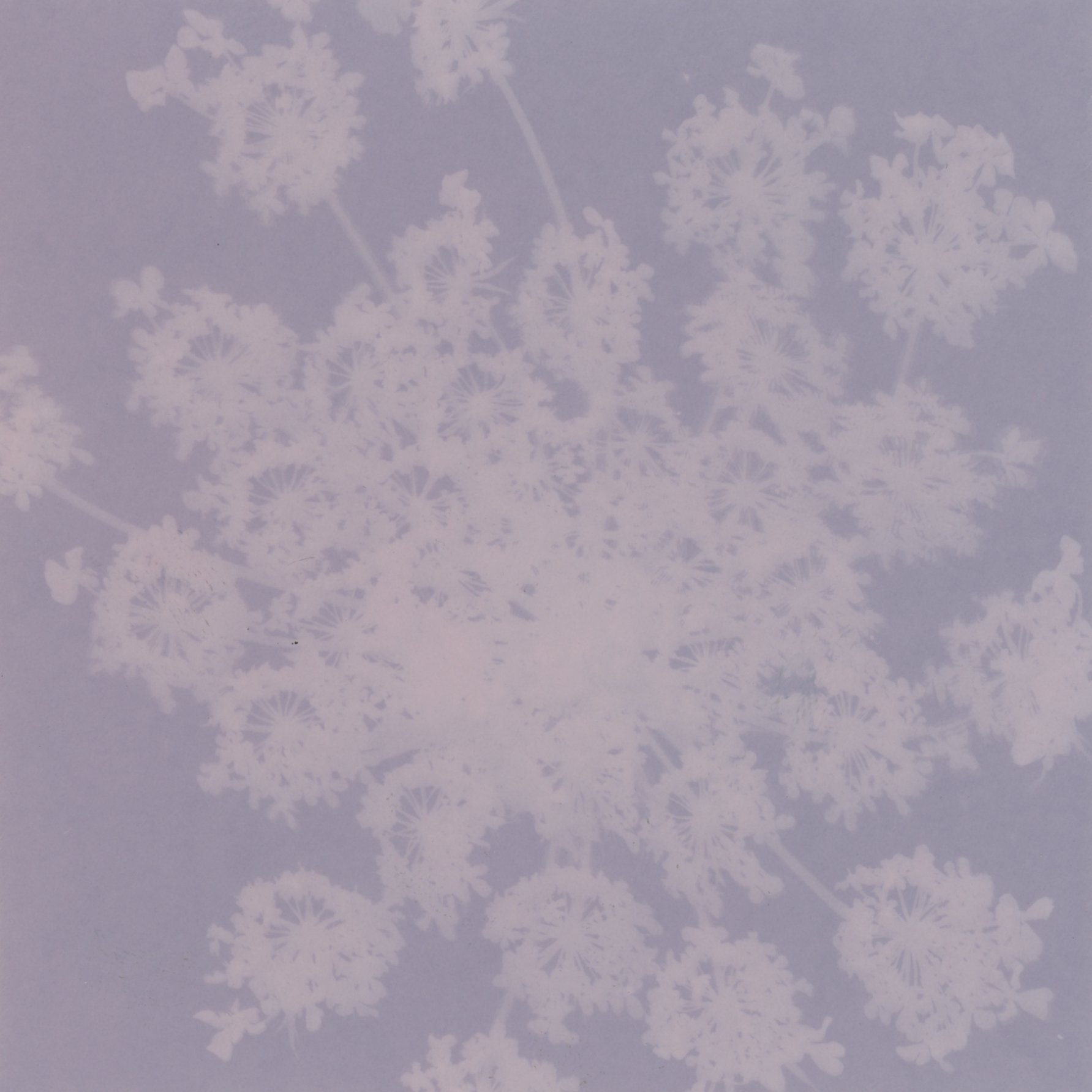 Queen Anne’s Lace