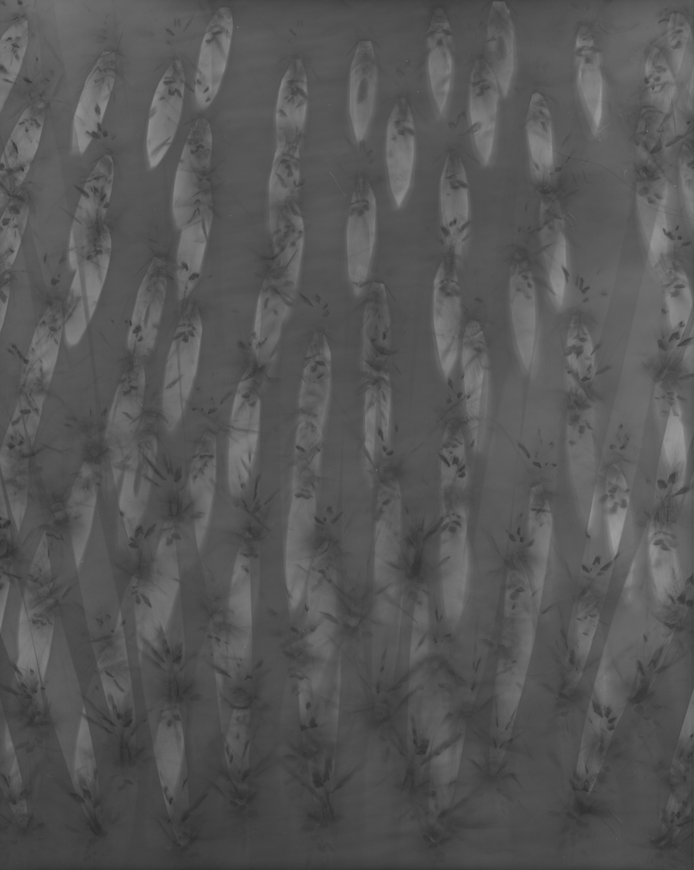 shadowrelease_2021_gelatinsilverprintphotogram_10x8_fijalkovich.jpg.JPG