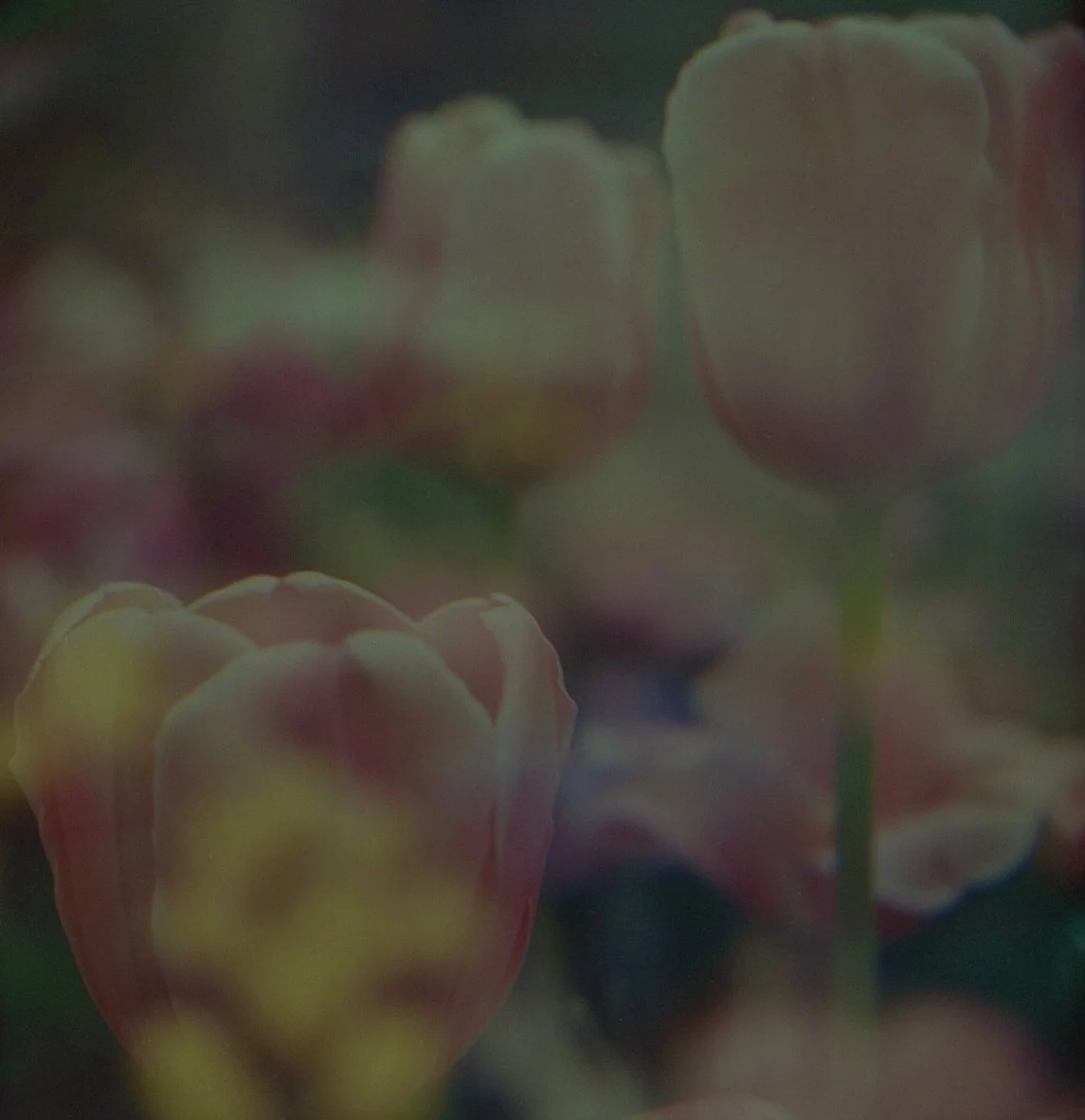 film developed by @imogensfilmdropbox 🌷🌞