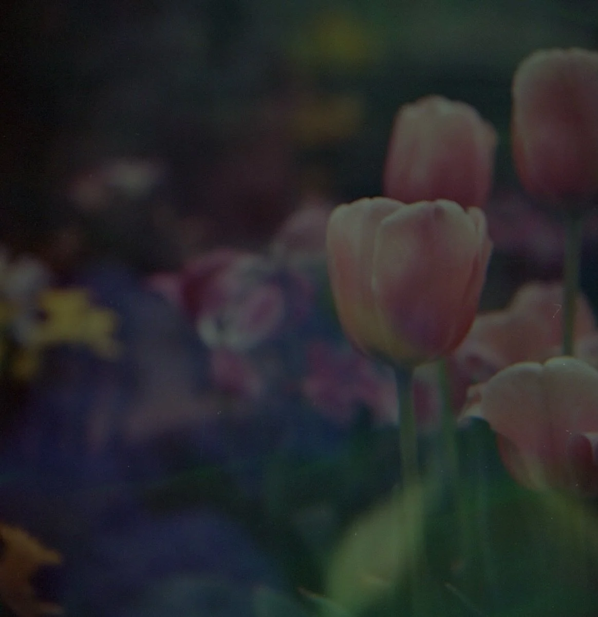 felt called to shoot film again and crawl around with my close-up lenses @rockefellerparkgreenhouse a few weeks ago 🌷

film developed by ✨ @imogensfilmdropbox ✨