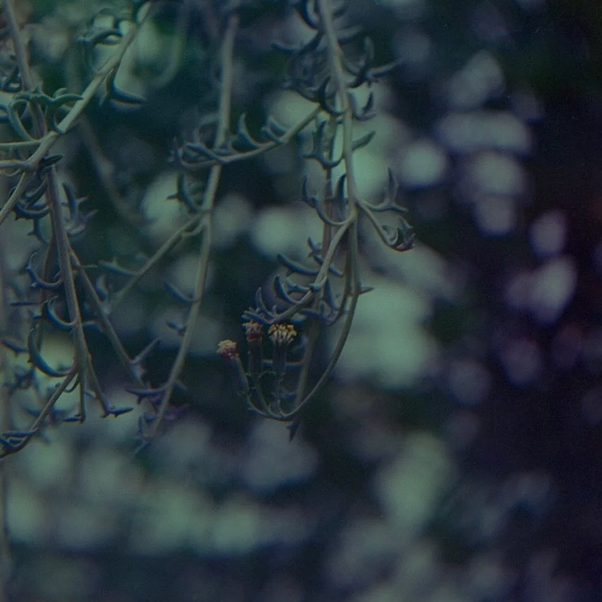 more film @rockefellerparkgreenhouse
