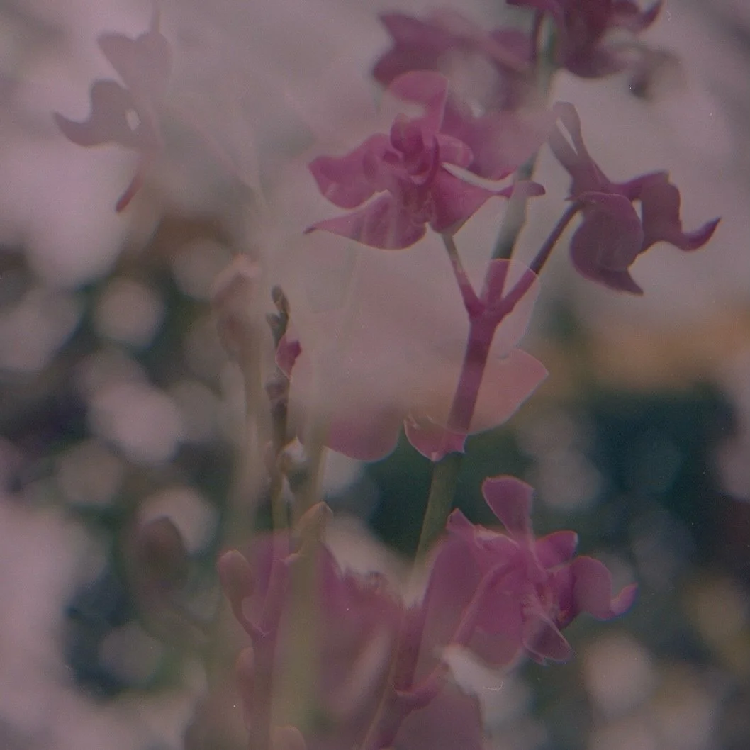 more film @rockefellerparkgreenhouse