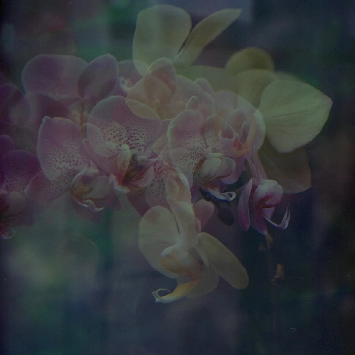 orchid double exposure @rockefellerparkgreenhouse